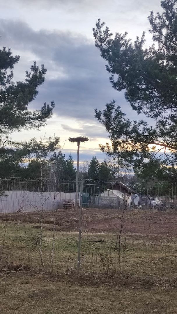 волоколамск, аисты, красная книга,