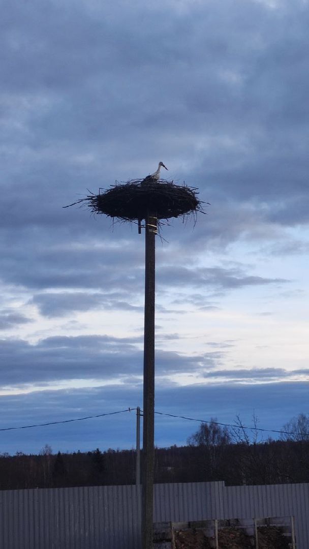 волоколамск, аисты, красная книга,