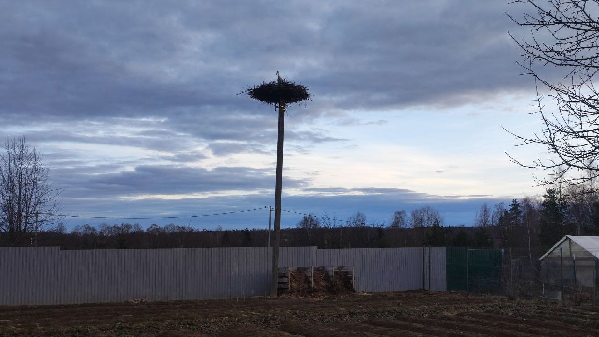 волоколамск, аисты, красная книга,