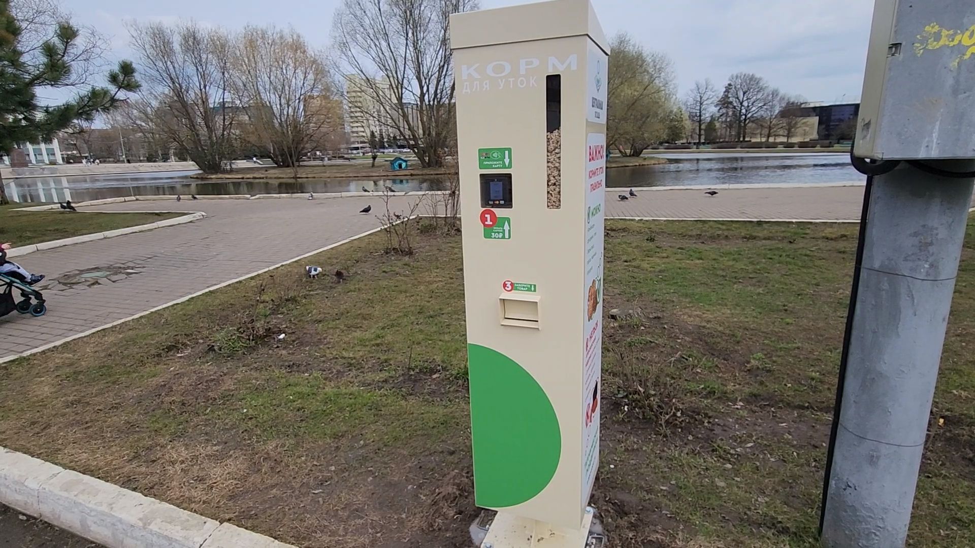 одинцово, уточки, корм для уточек, пруд,