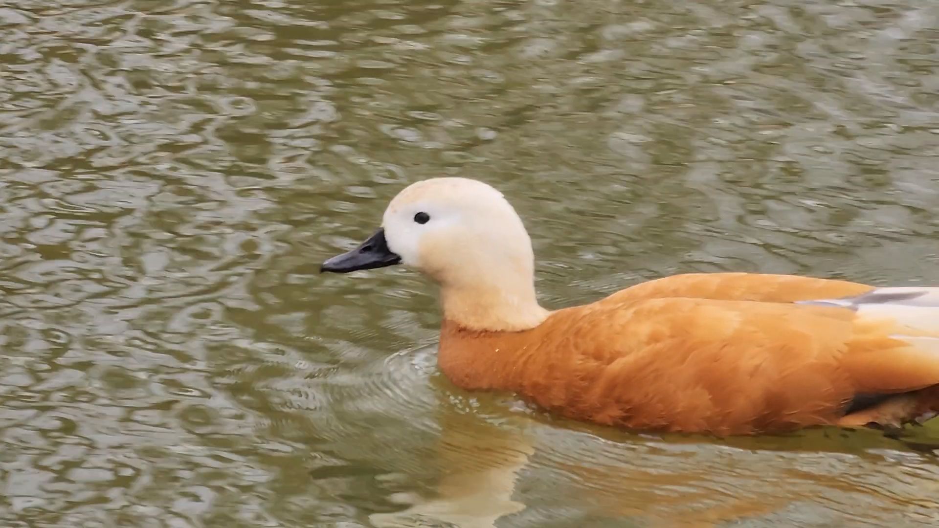 одинцово, уточки, корм для уточек, пруд,