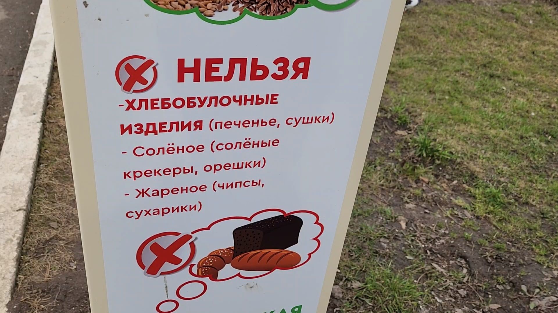 одинцово, уточки, корм для уточек, пруд,