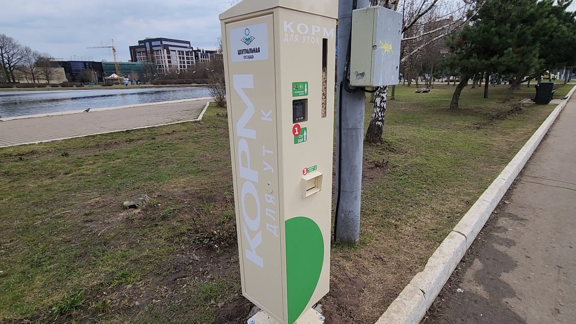 одинцово, уточки, корм для уточек, пруд,