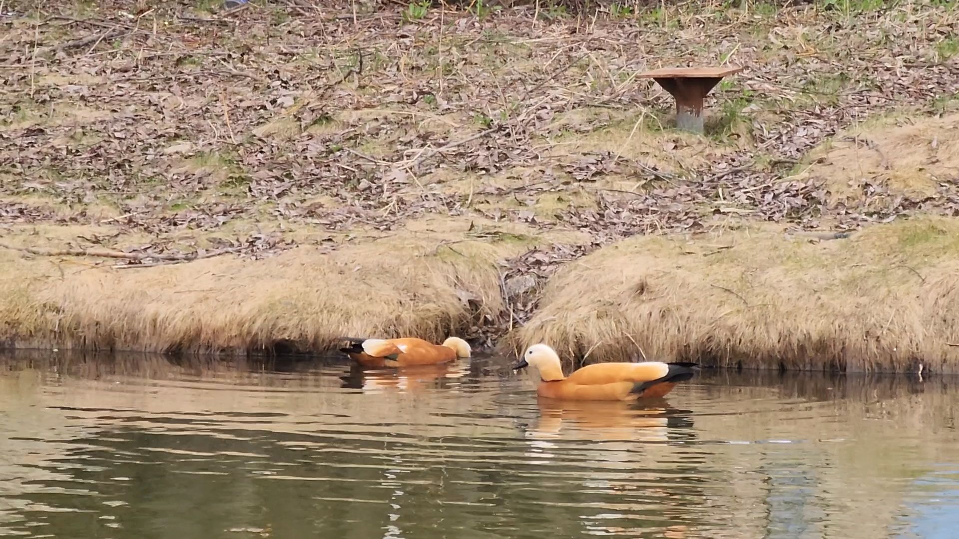 одинцово, уточки, корм для уточек, пруд,
