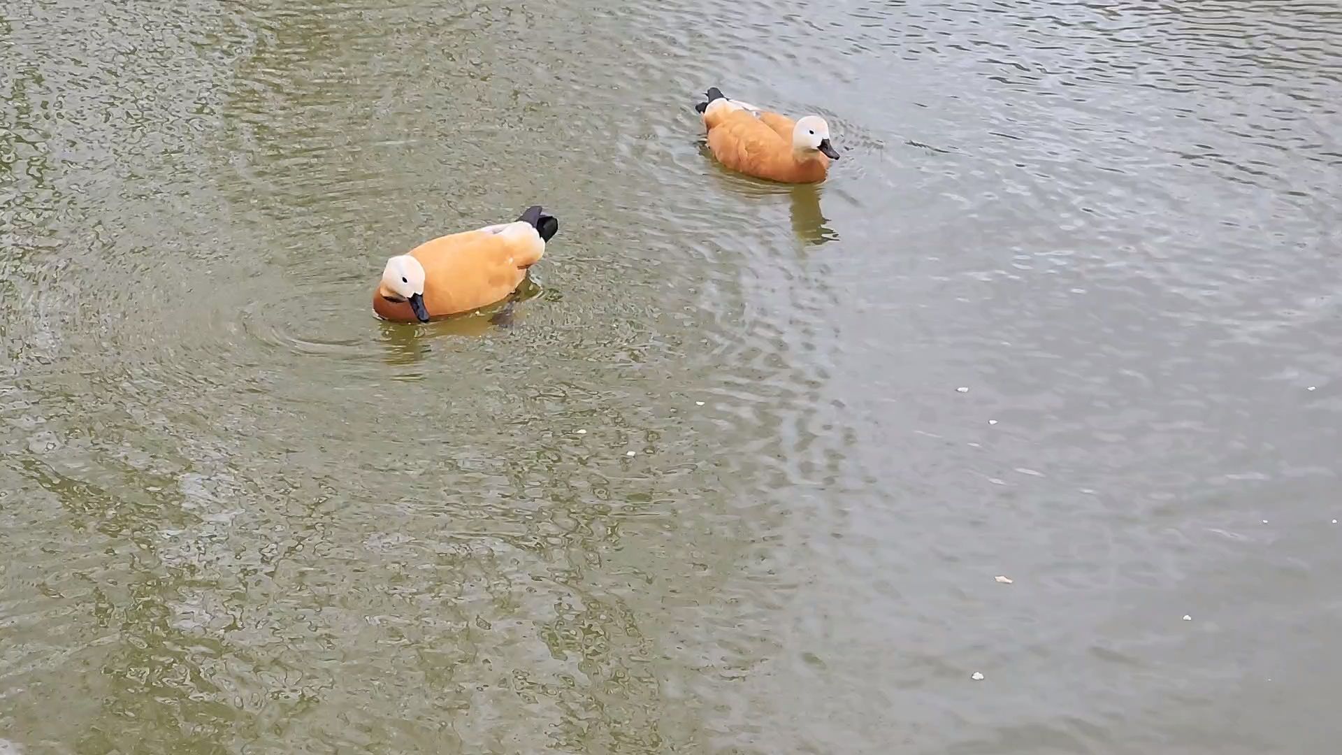 одинцово, уточки, корм для уточек, пруд,