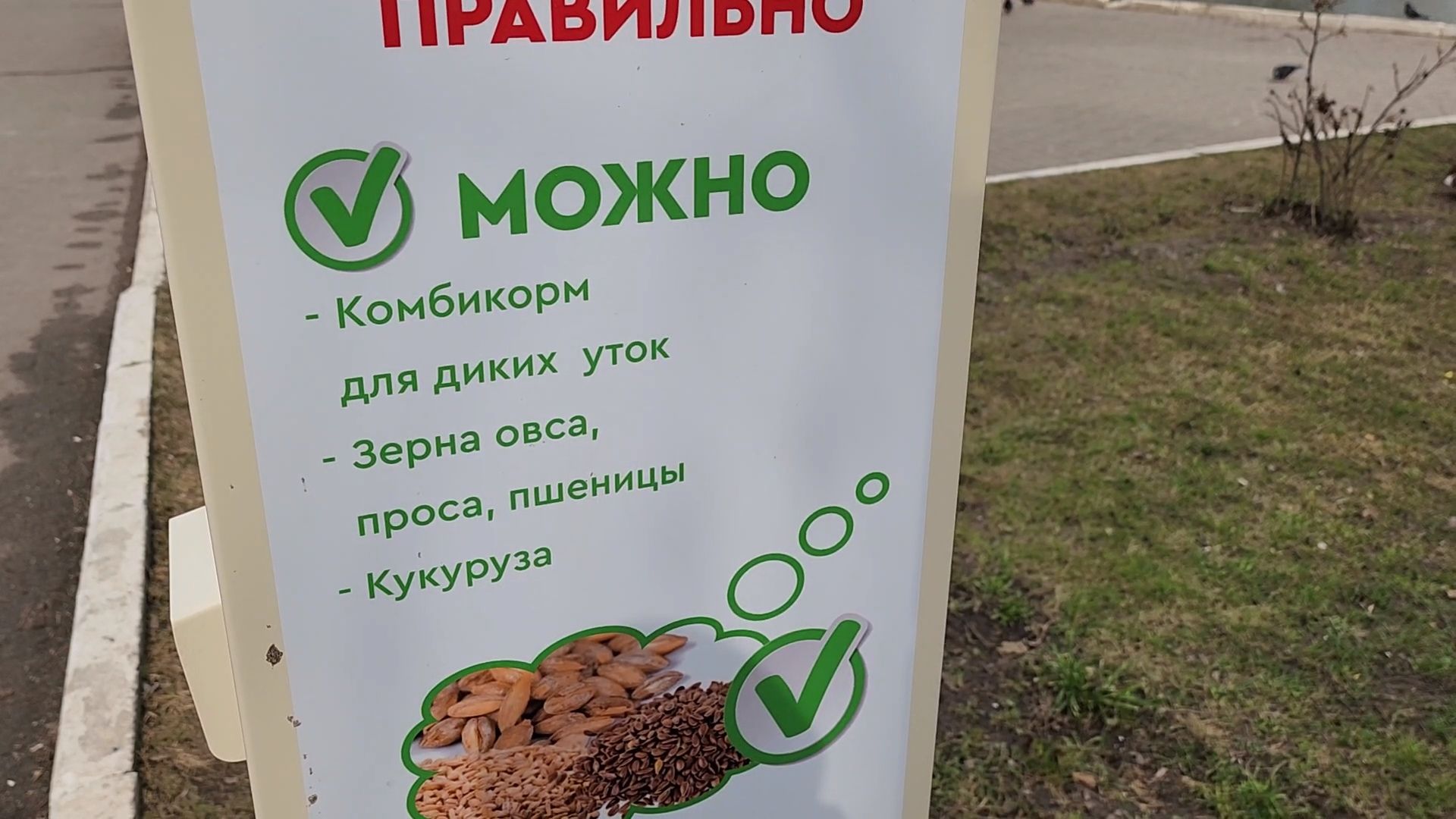 одинцово, уточки, корм для уточек, пруд,