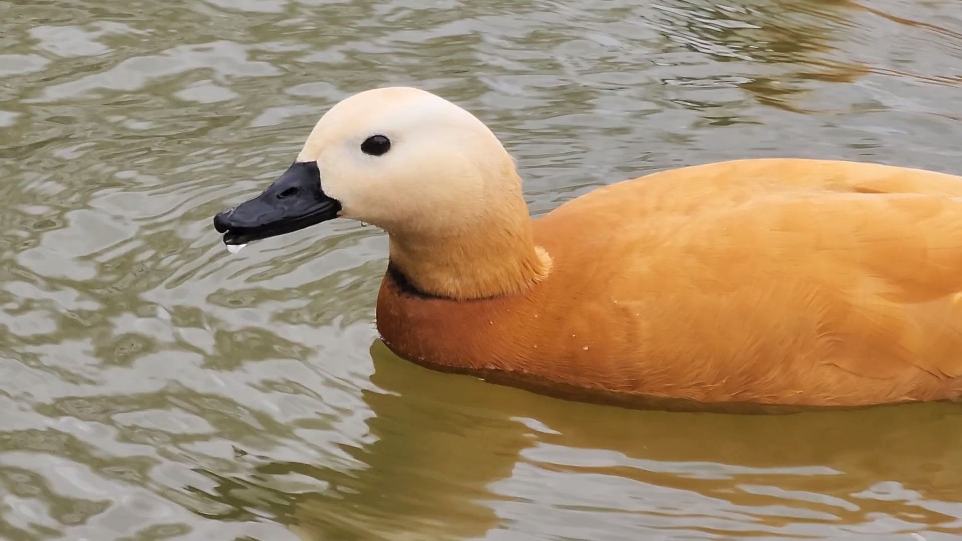 одинцово, уточки, корм для уточек, пруд,