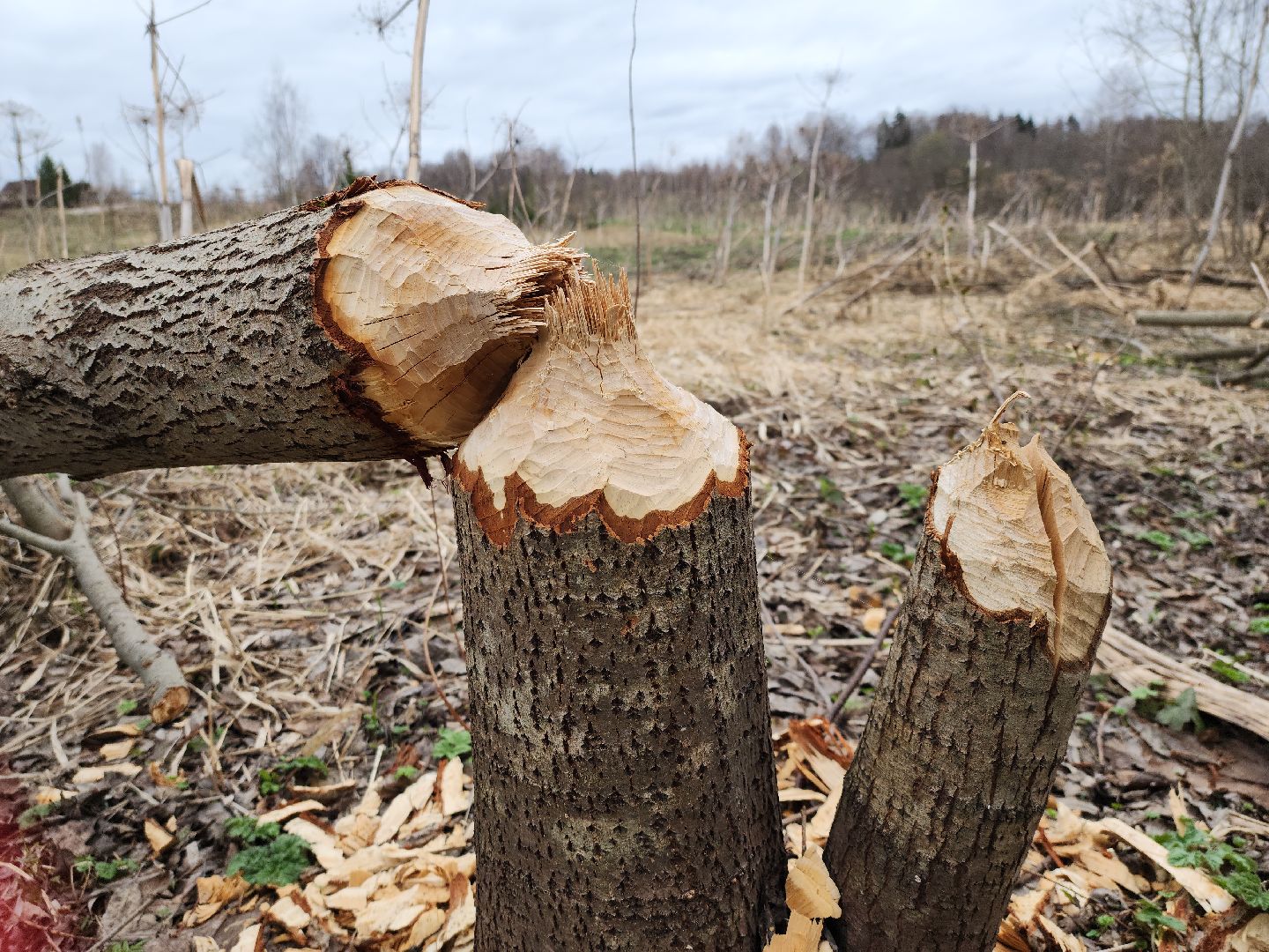 плотина, бобры, благоустройство, притыкино, дорожные работы, руза, рузский городской округ,