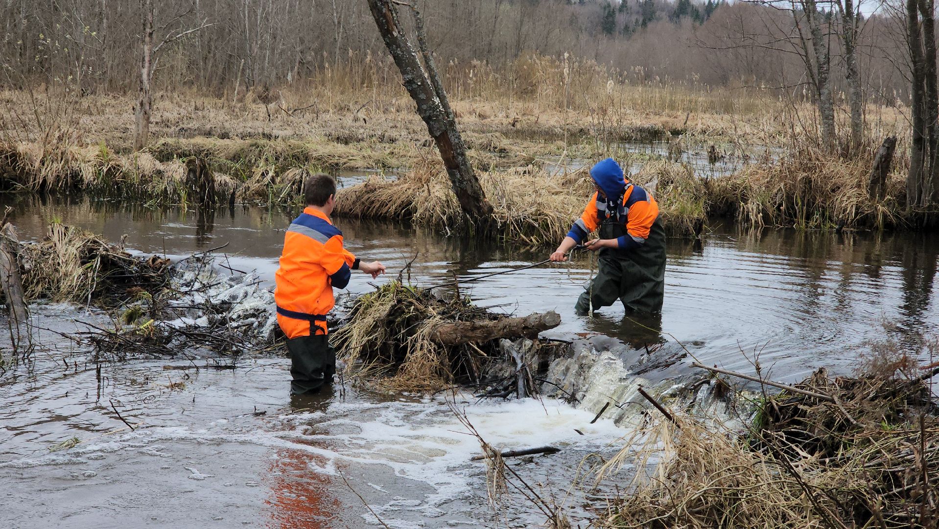 плотина, бобры, благоустройство, притыкино, дорожные работы, руза, рузский городской округ,