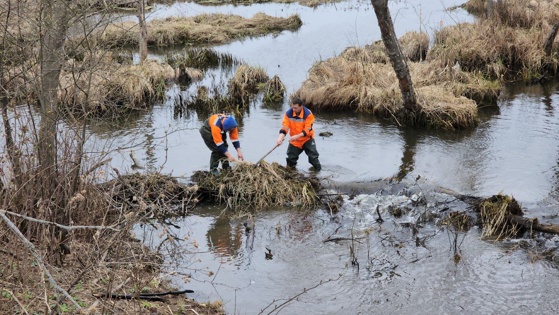 плотина, бобры, благоустройство, притыкино, дорожные работы, руза, рузский городской округ,