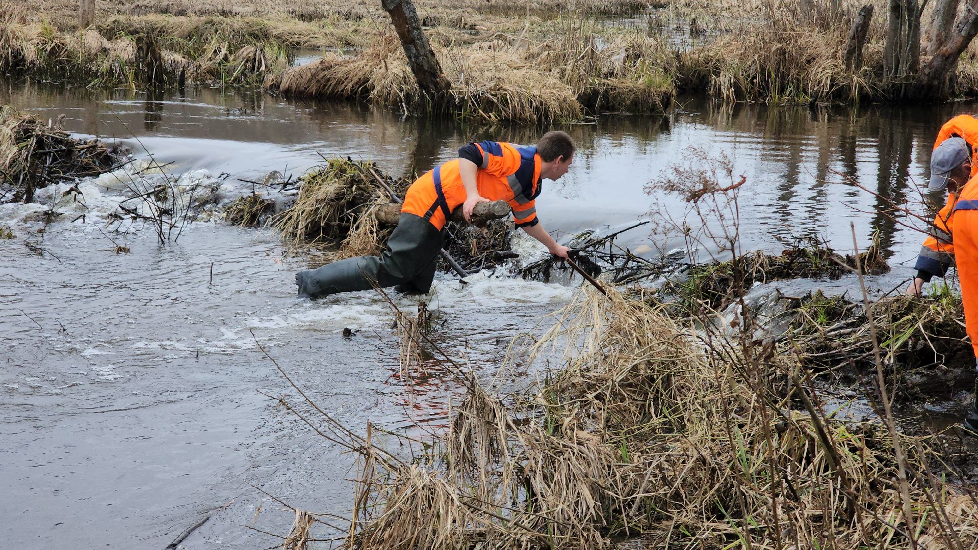 плотина, бобры, благоустройство, притыкино, дорожные работы, руза, рузский городской округ,