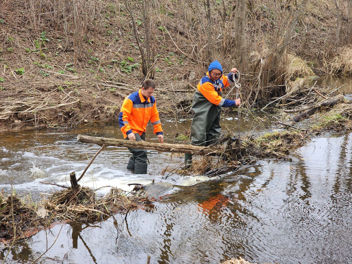плотина, бобры, благоустройство, притыкино, дорожные работы, руза, рузский городской округ,