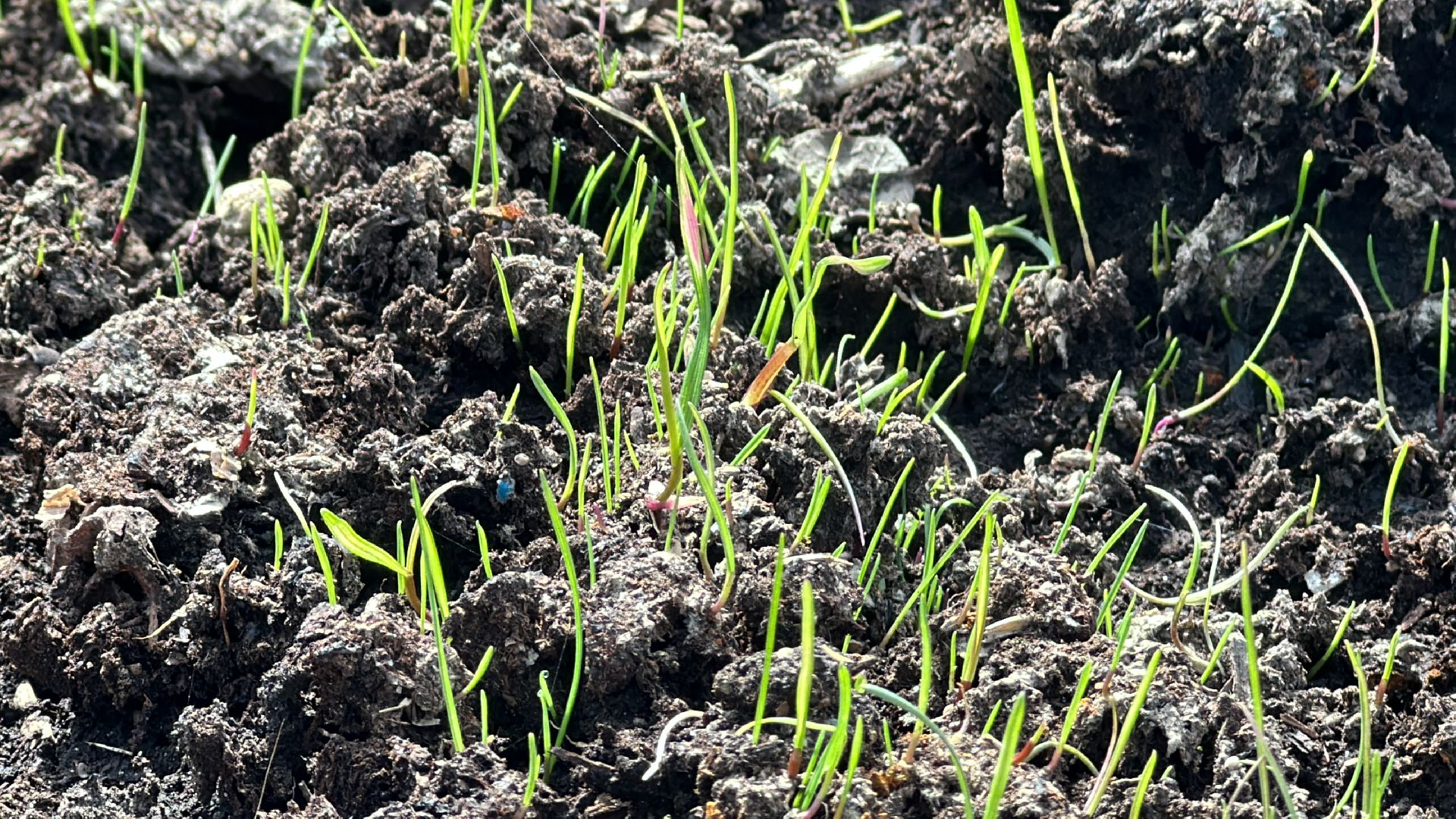 Клин, общество, благоустройство, перемены, скверы, парки,