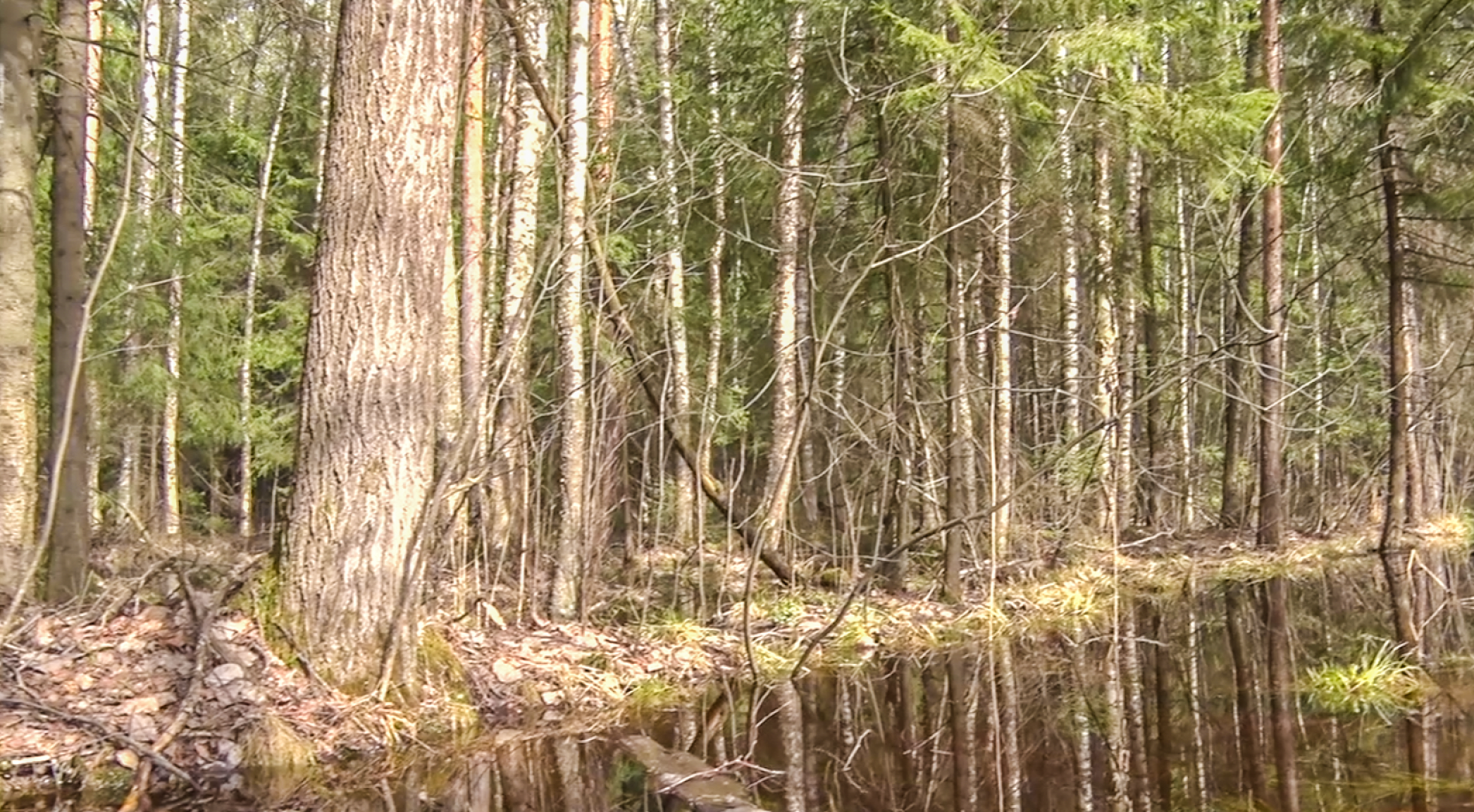 Клин, общество, безопасность, пожары, леса,