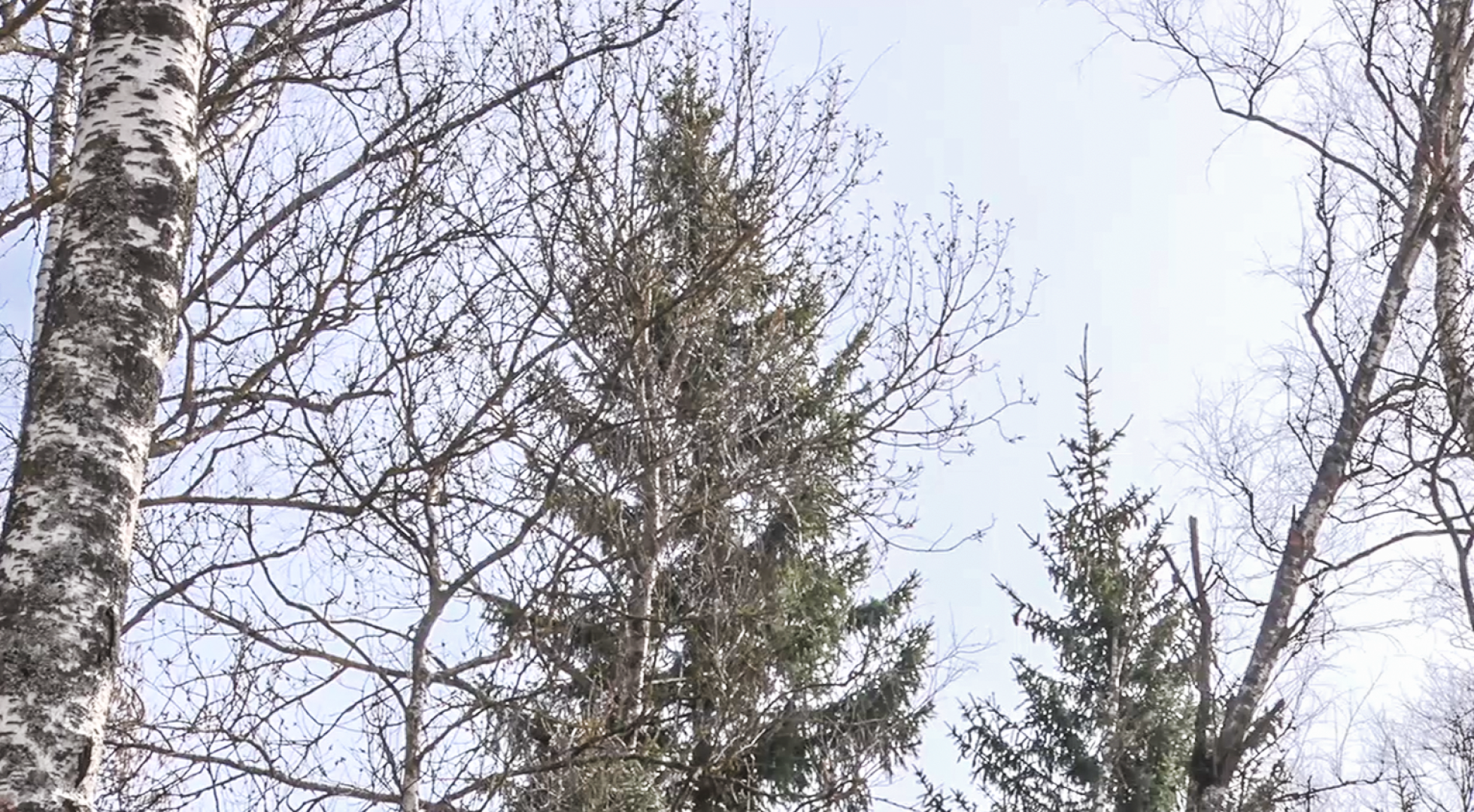 Клин, общество, безопасность, пожары, леса,