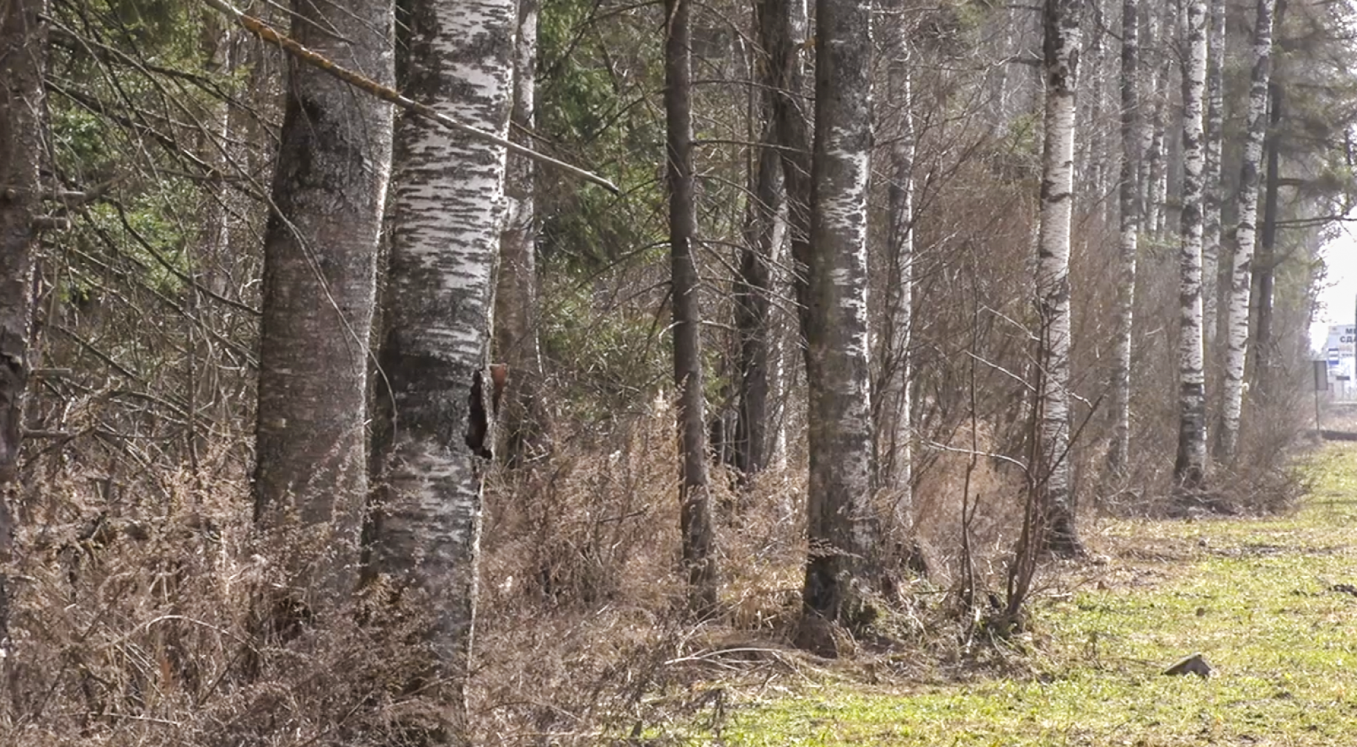 Клин, общество, безопасность, пожары, леса,