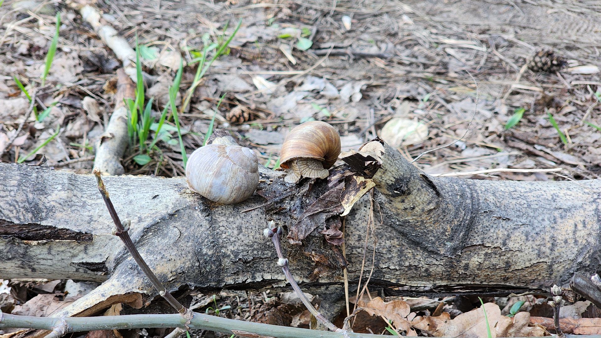 кузьминский лесопарк, субботник, виноградные улитки,