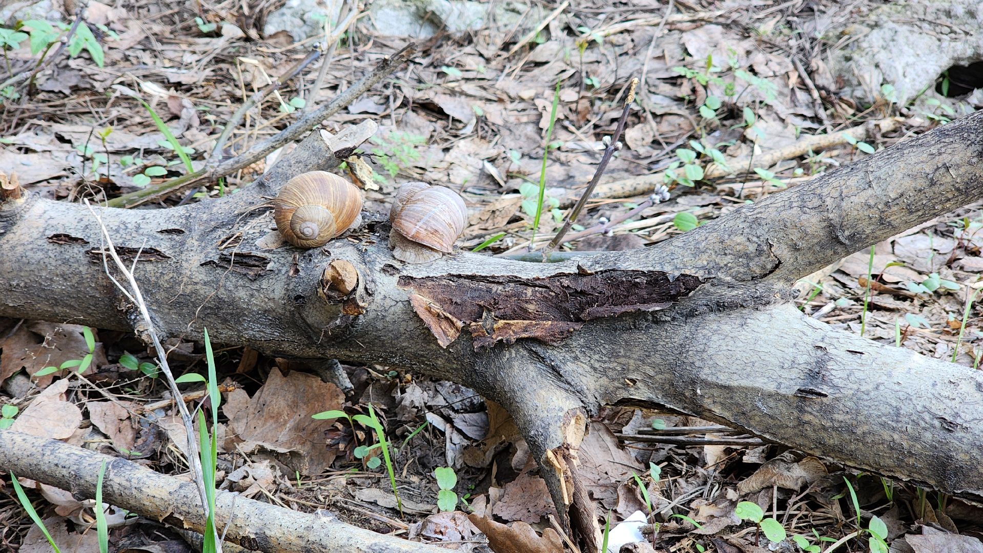 кузьминский лесопарк, субботник, виноградные улитки,