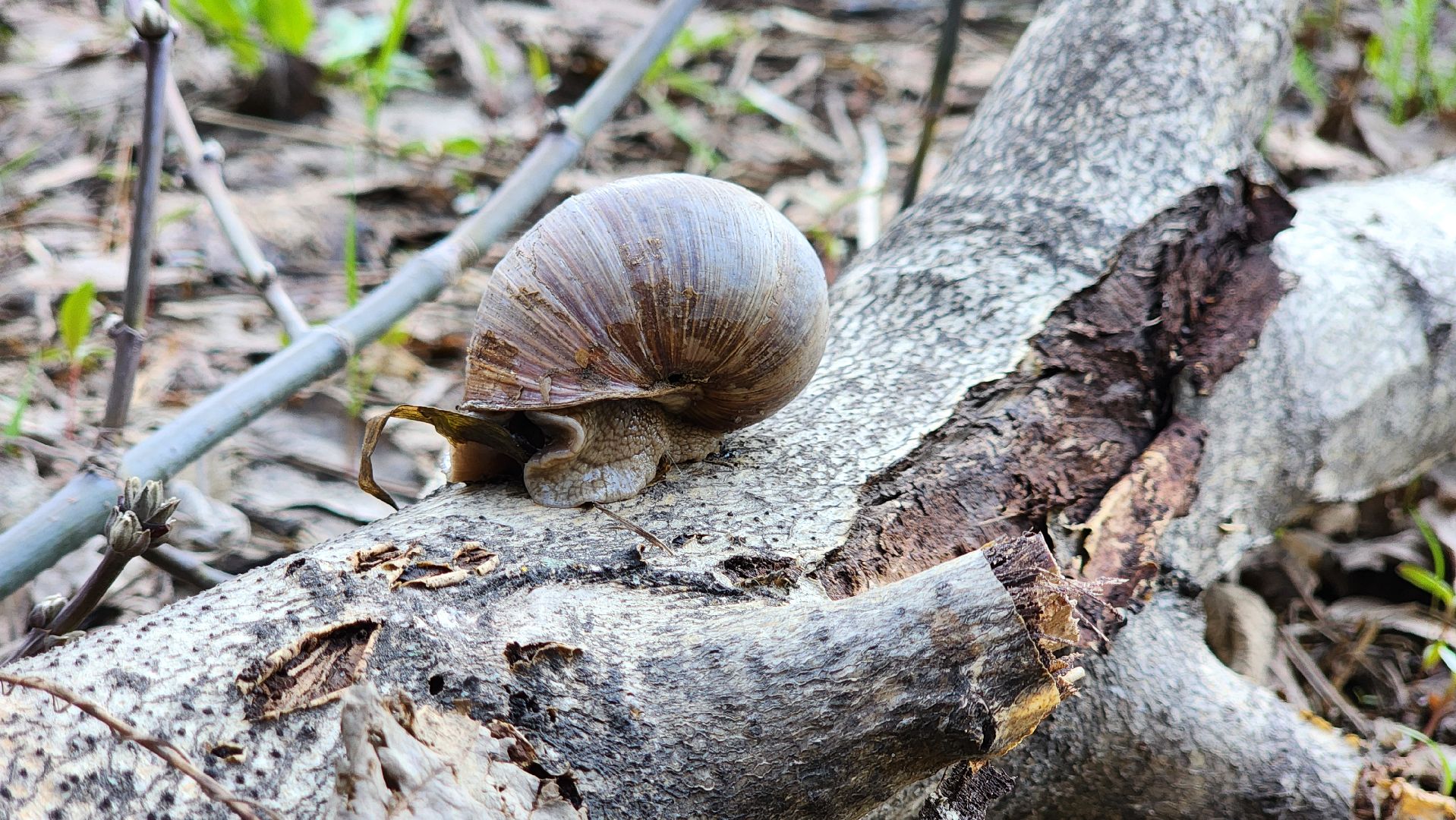 кузьминский лесопарк, субботник, виноградные улитки,