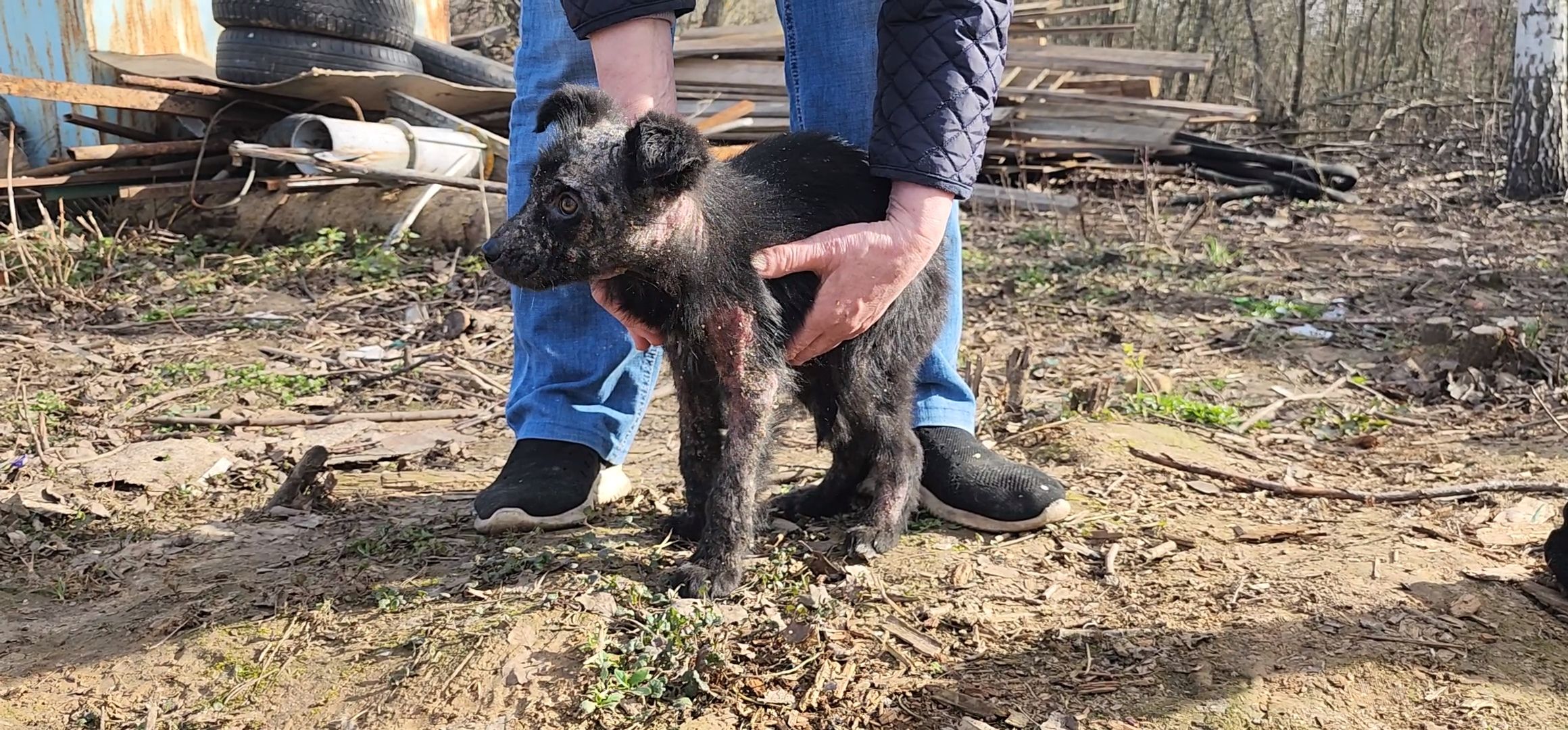 Луховицы, щенок, защита животных, собаки, болезнь,