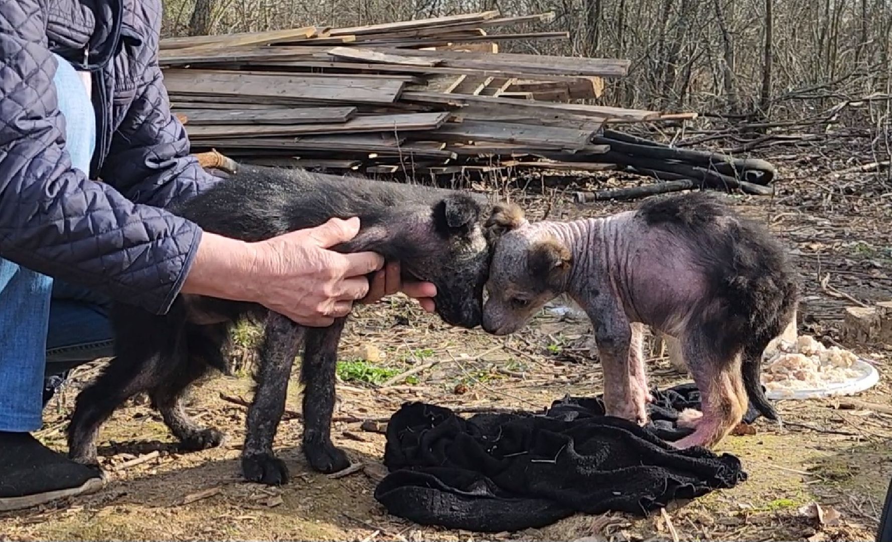 Луховицы, щенок, защита животных, собаки, болезнь,