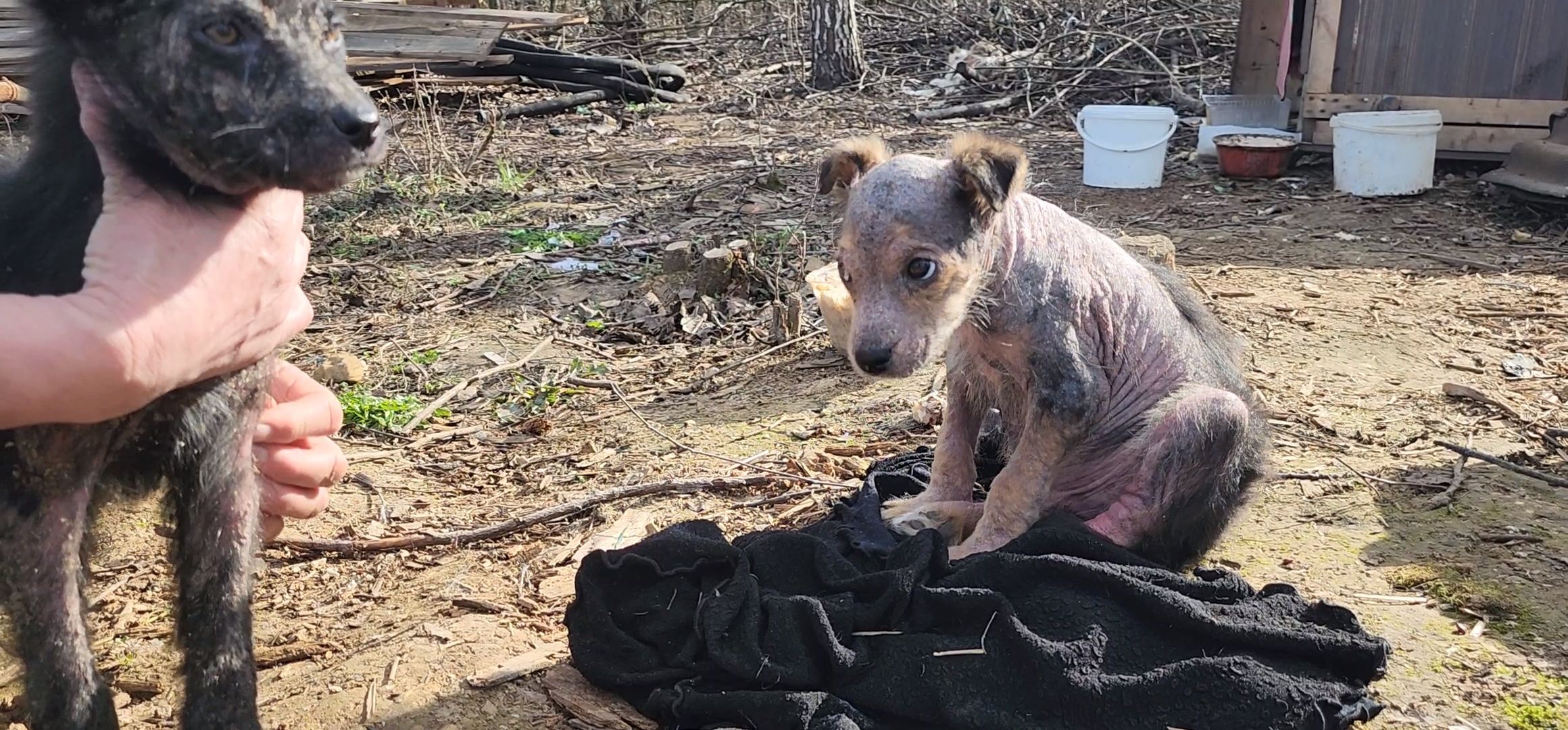 Луховицы, щенок, защита животных, собаки, болезнь,