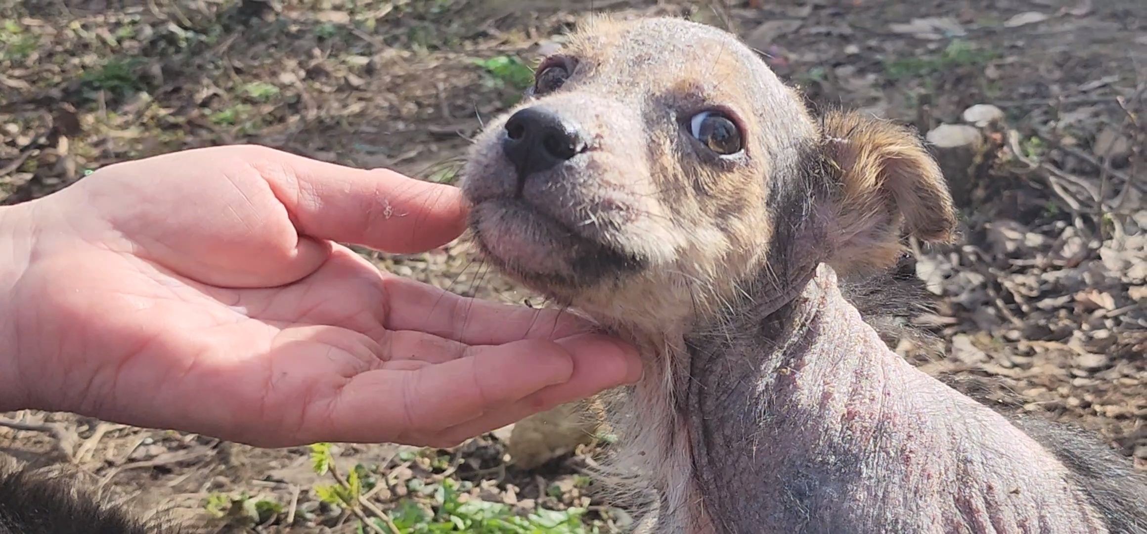 Луховицы, щенок, защита животных, собаки, болезнь,