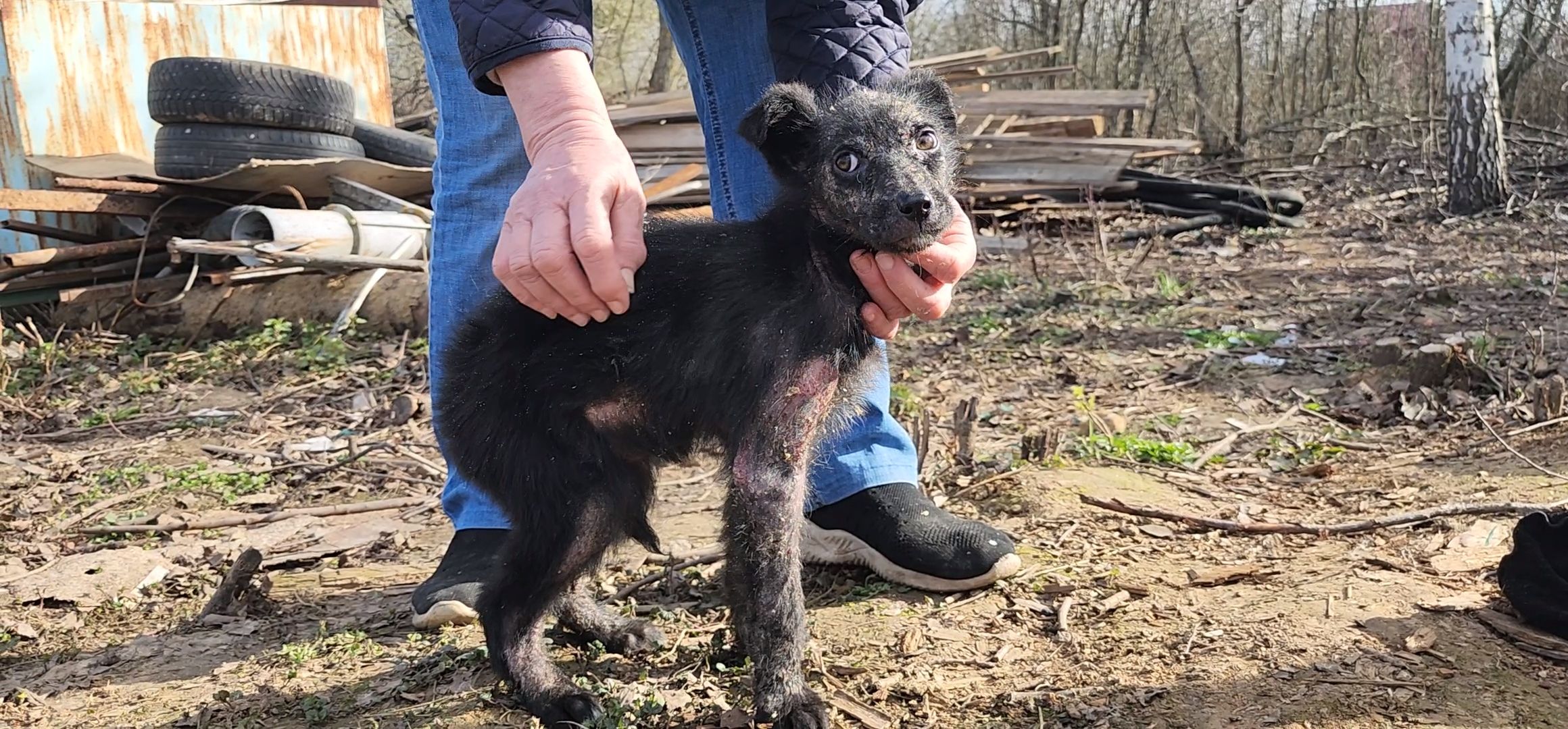 Луховицы, щенок, защита животных, собаки, болезнь,
