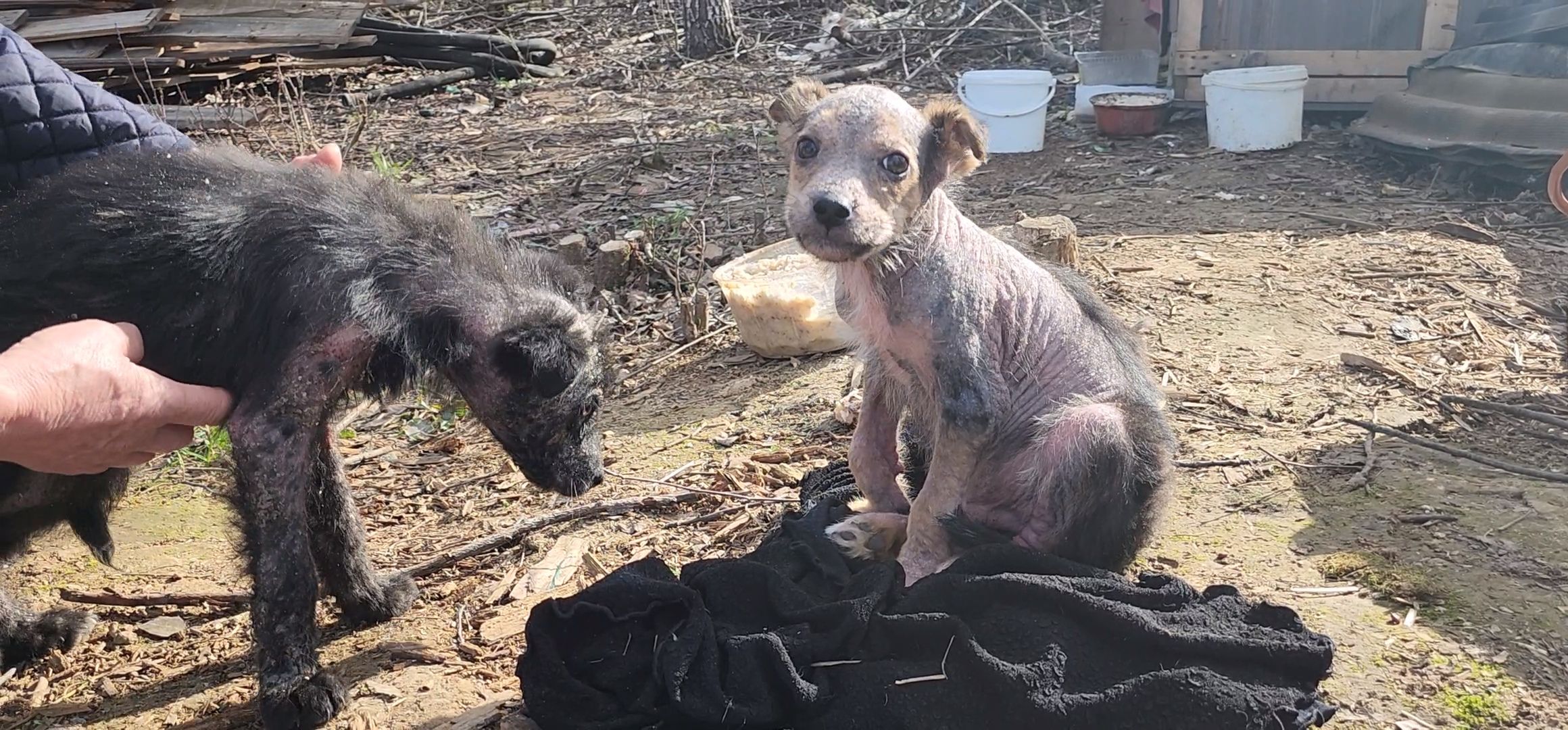 Луховицы, щенок, защита животных, собаки, болезнь,