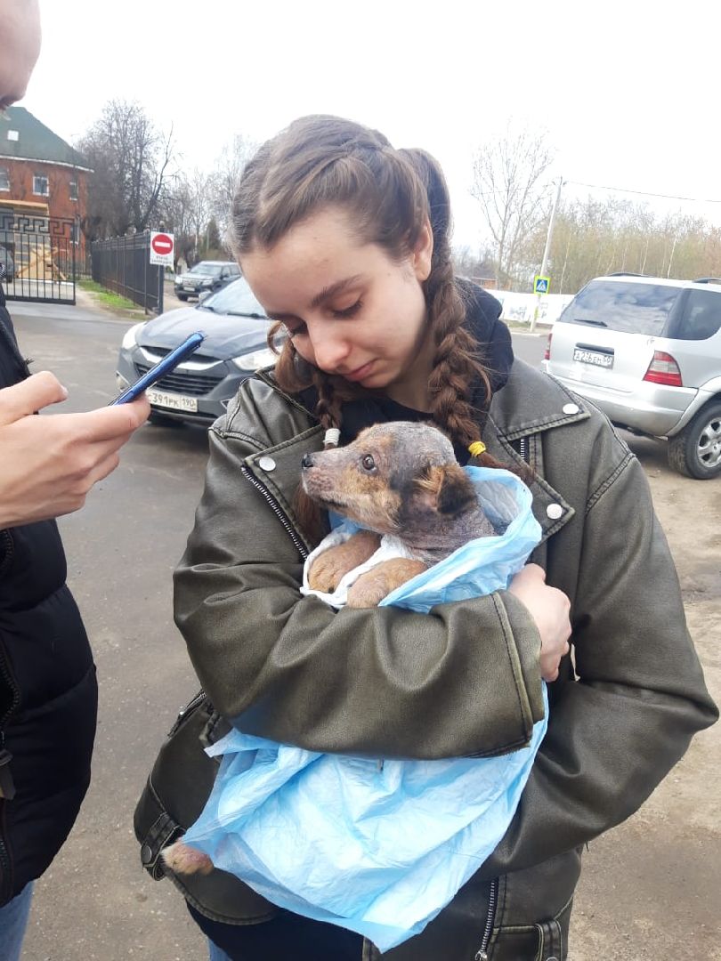 Луховицы, щенок, защита животных, собаки, болезнь,