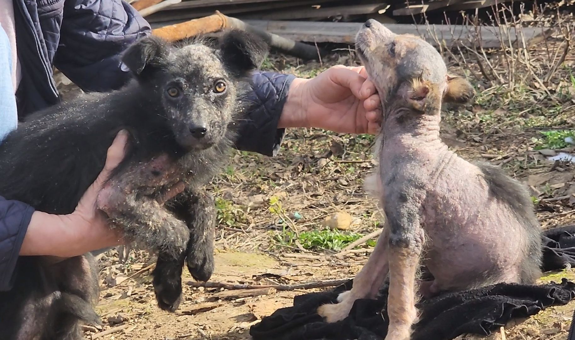 Луховицы, щенок, защита животных, собаки, болезнь,