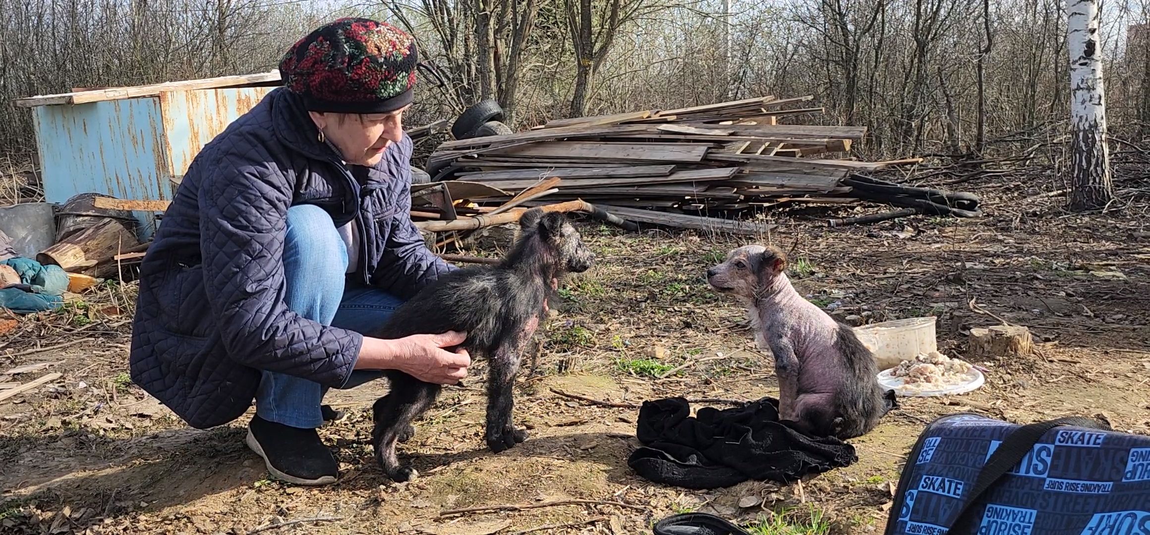 Луховицы, щенок, защита животных, собаки, болезнь,