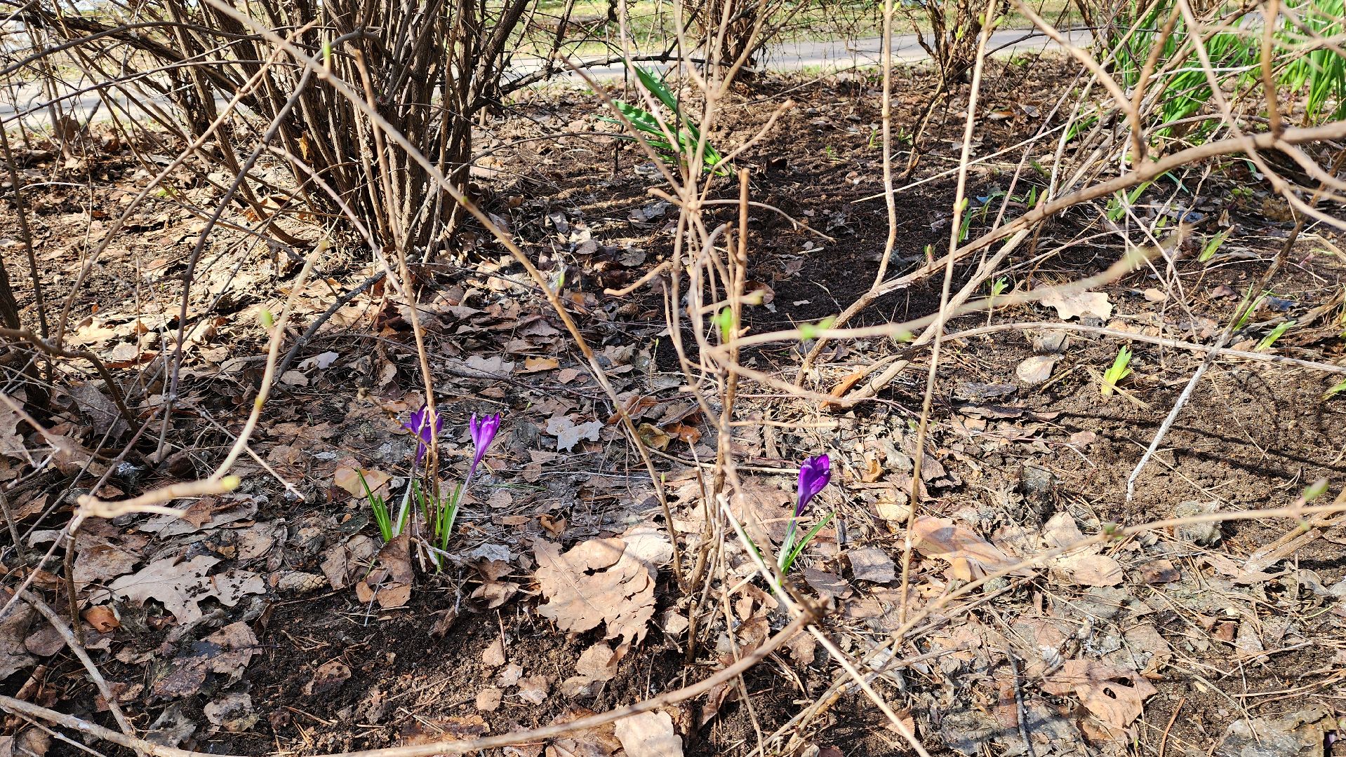 красногорск, субботник, детский городок Сказочный, общество инвалидов, особенные дети,