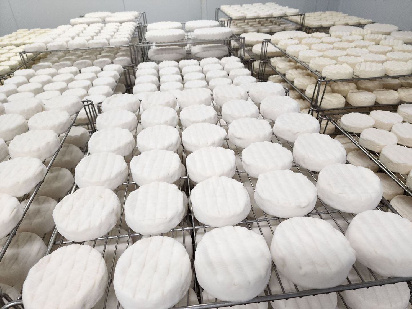 чехов, экономика, сыроварня, импортозамещение, производство,