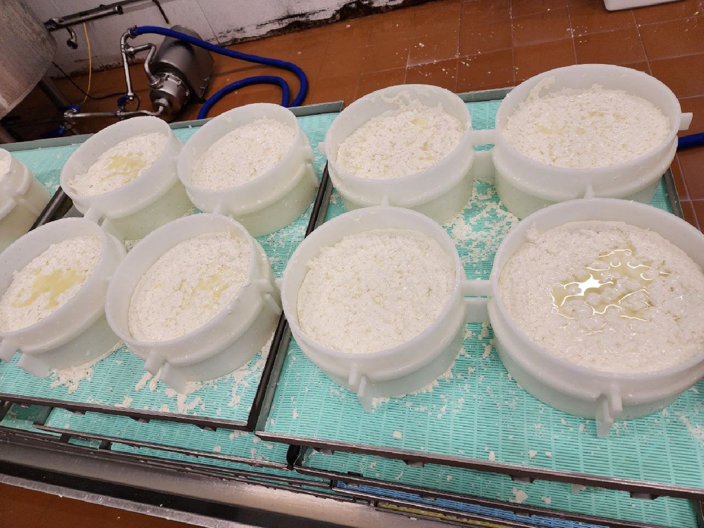 чехов, экономика, сыроварня, импортозамещение, производство,