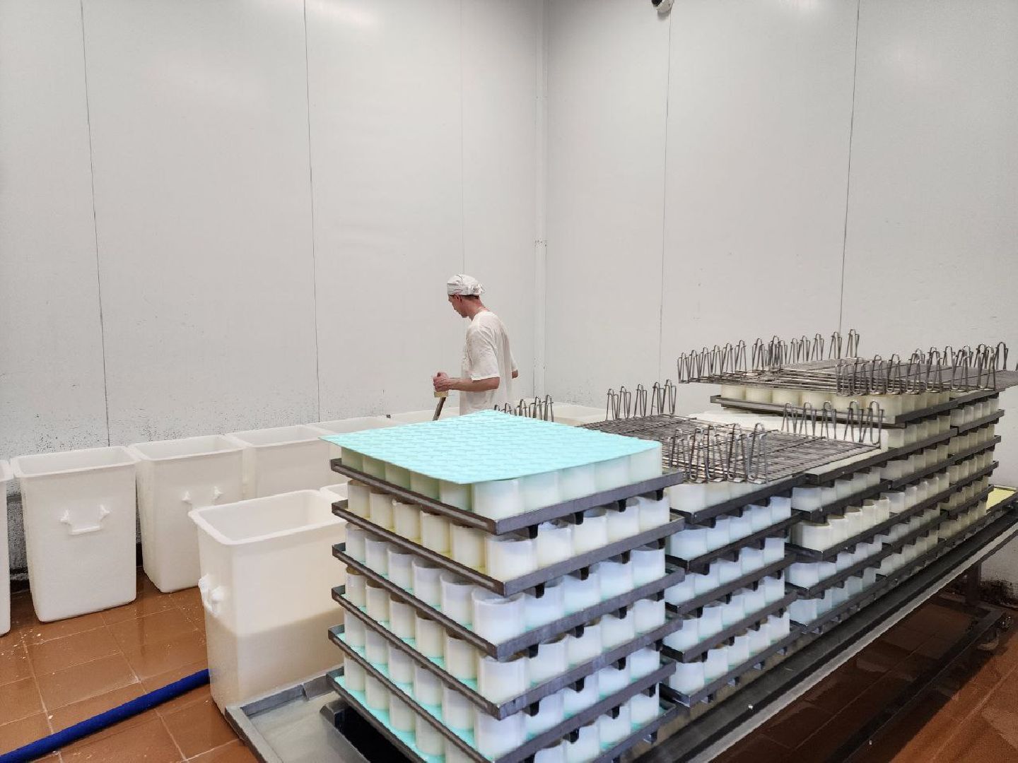 чехов, экономика, сыроварня, импортозамещение, производство,