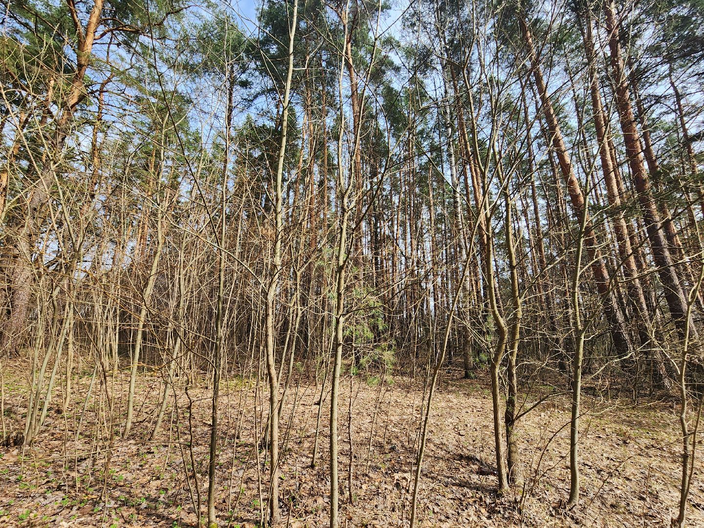 серпухов, подмосковье, русский лес, противопожарная безопасность,