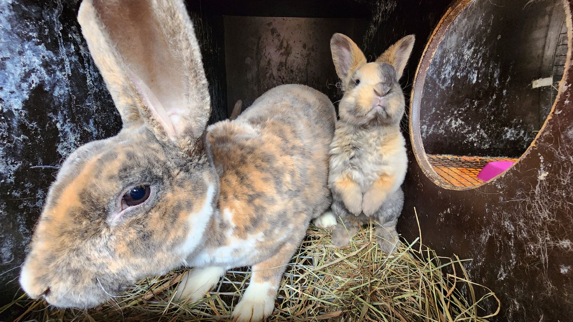 Точки притяжения, Культурный код, Министерство культуры, Подмосковье, туризм, туризм в подмосковье, Домодедово, Эко ферма, Гав гав парк, Парк Елочки, Культура,