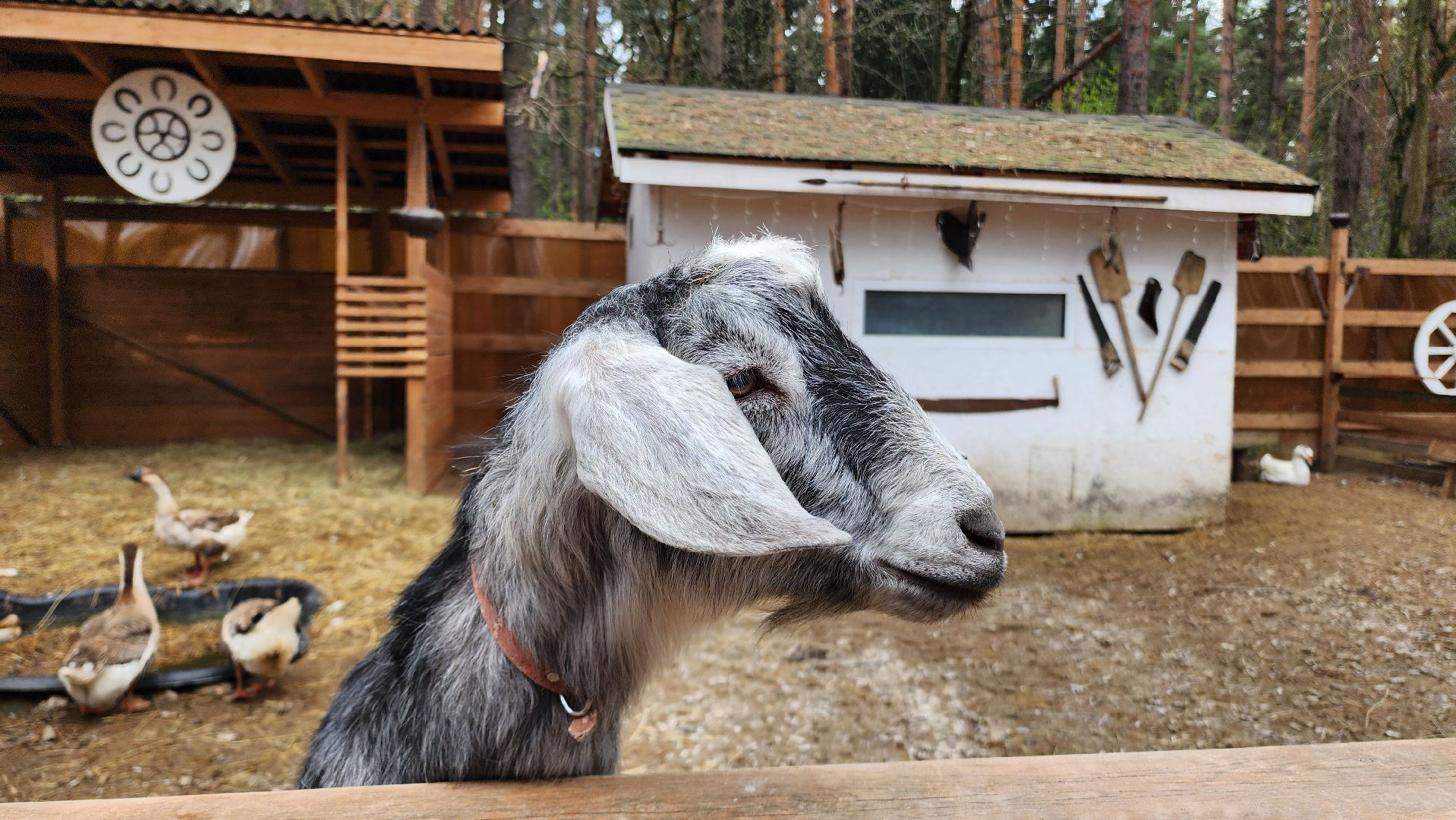Точки притяжения, Культурный код, Министерство культуры, Подмосковье, туризм, туризм в подмосковье, Домодедово, Эко ферма, Гав гав парк, Парк Елочки, Культура,