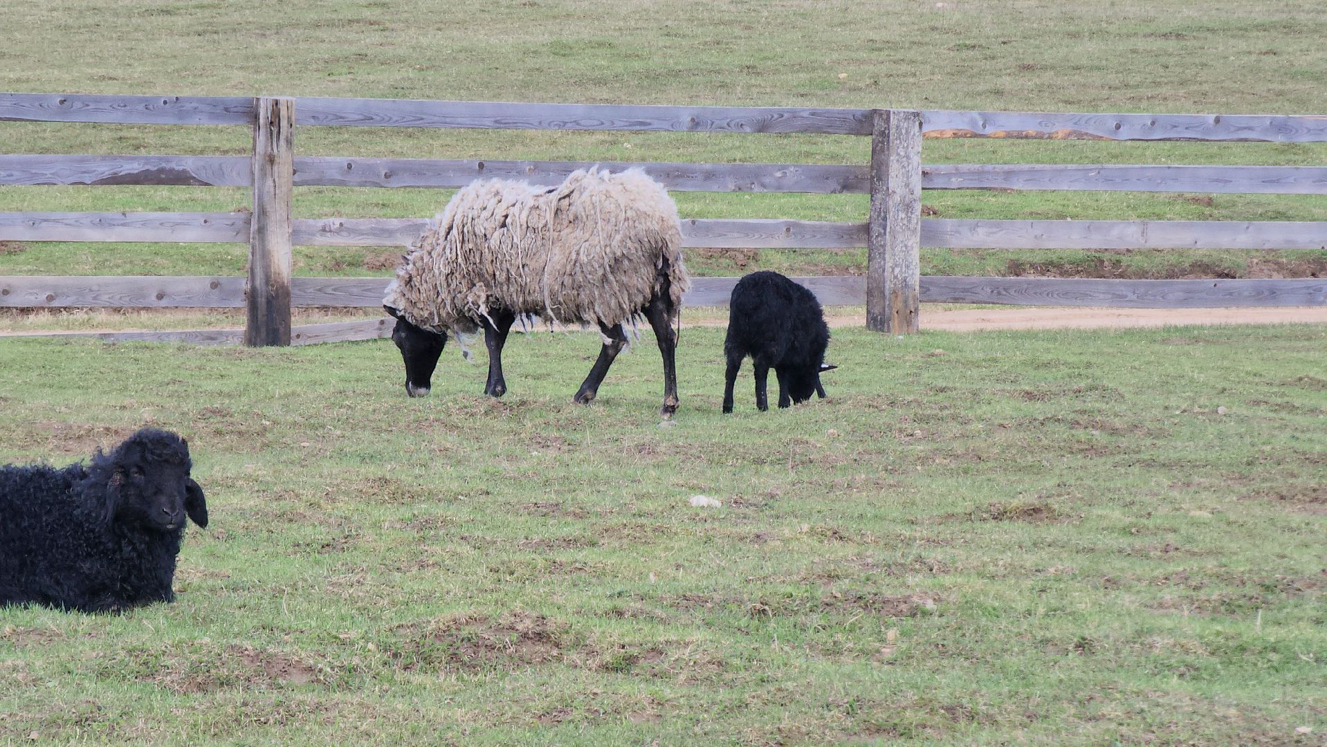 рузская аляска, пони, лошади, руза, рузский городской округ, московская область, подмосковье,