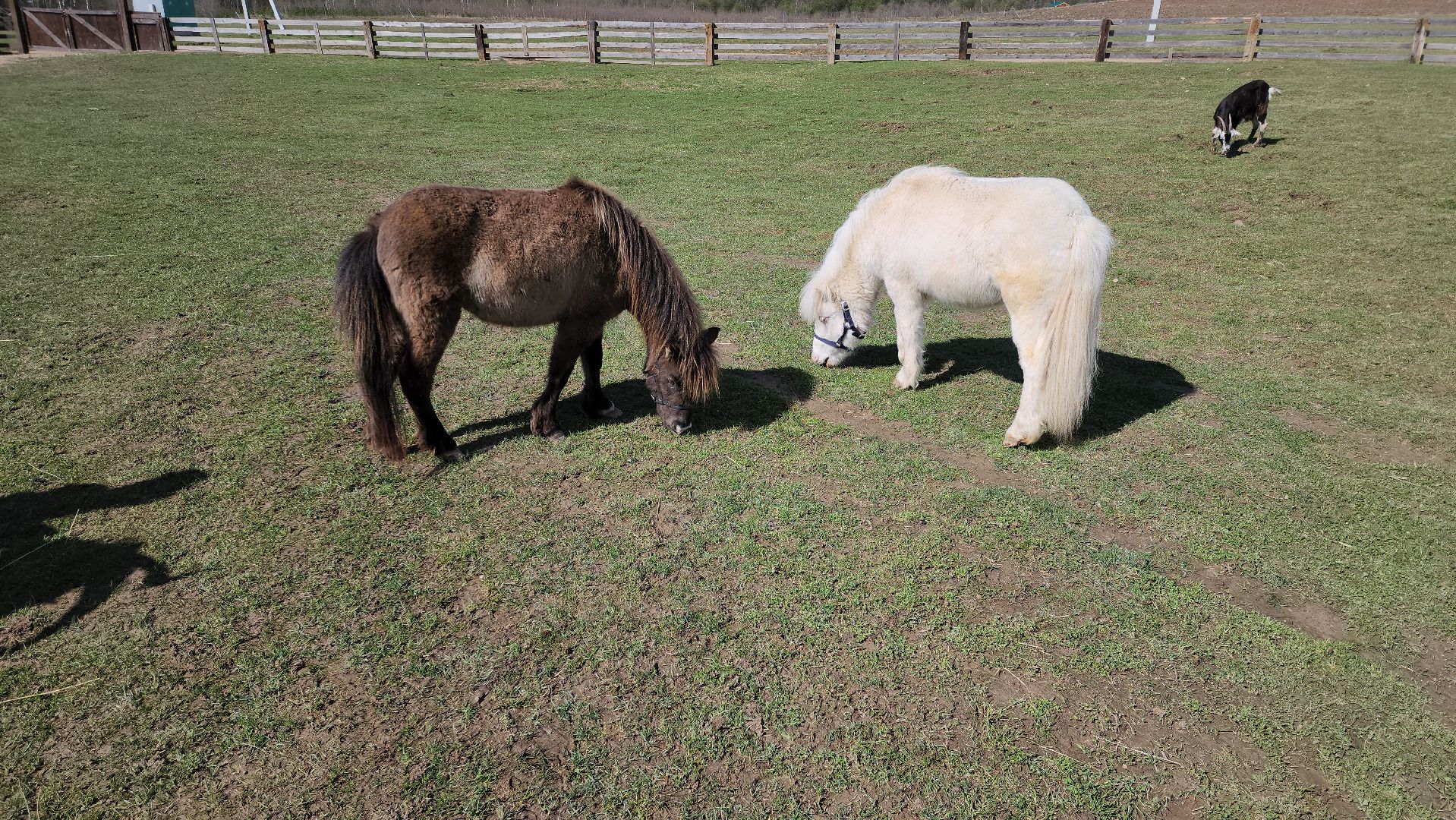 рузская аляска, пони, лошади, руза, рузский городской округ, московская область, подмосковье,