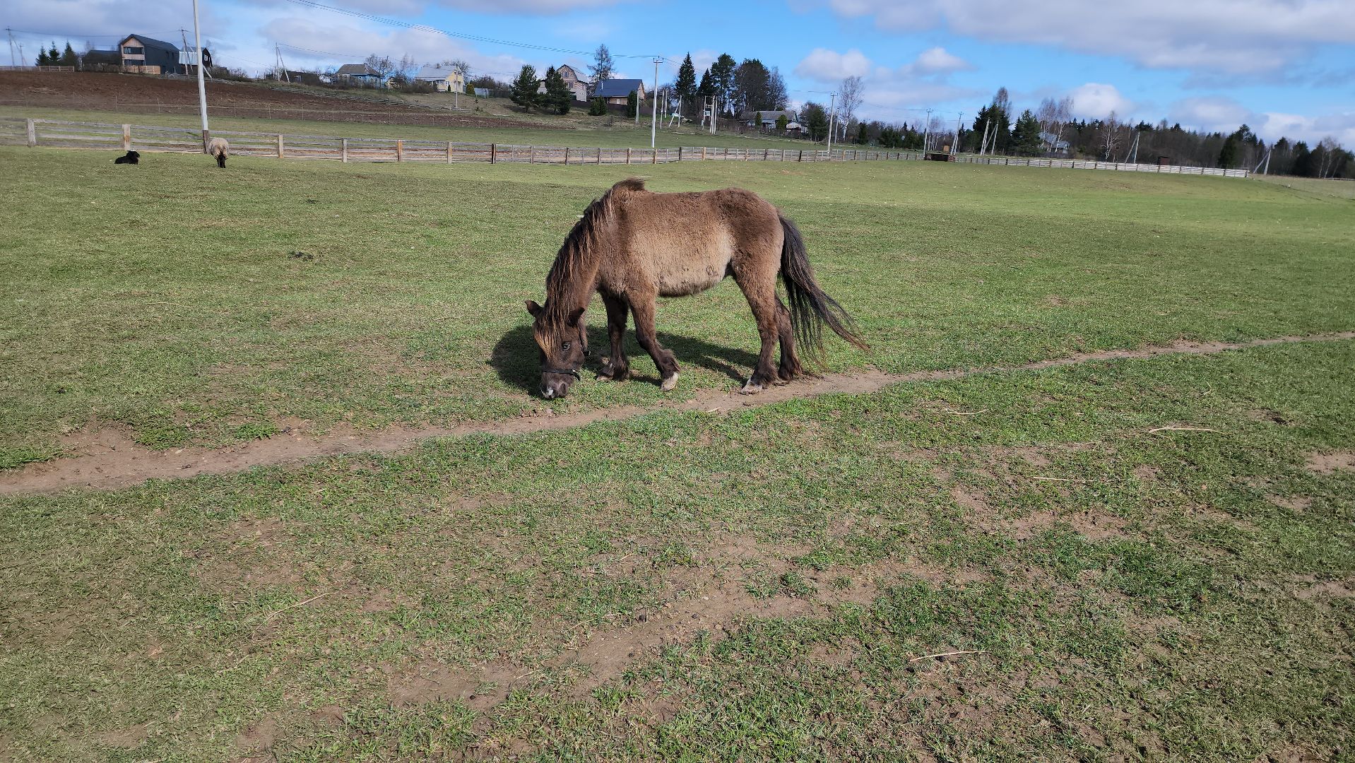 рузская аляска, пони, лошади, руза, рузский городской округ, московская область, подмосковье,