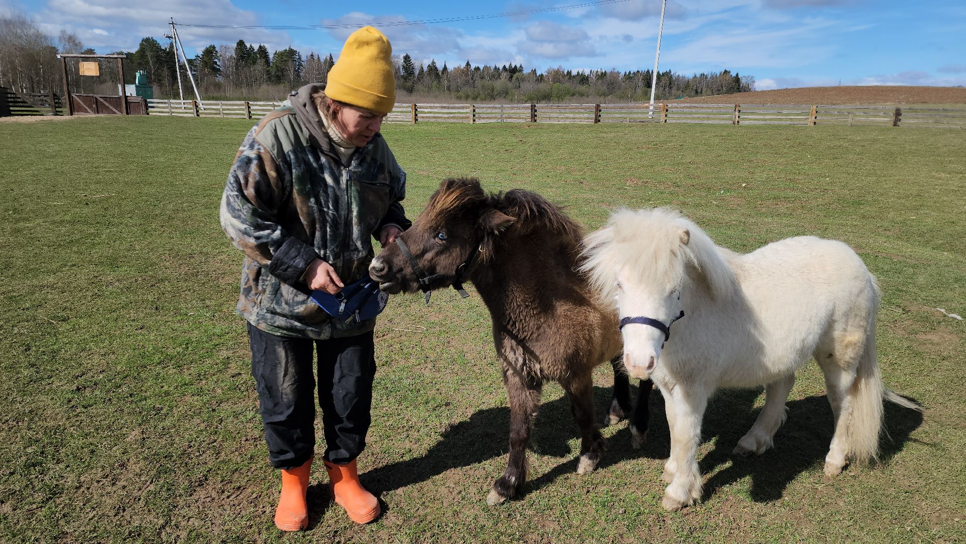 рузская аляска, пони, лошади, руза, рузский городской округ, московская область, подмосковье,