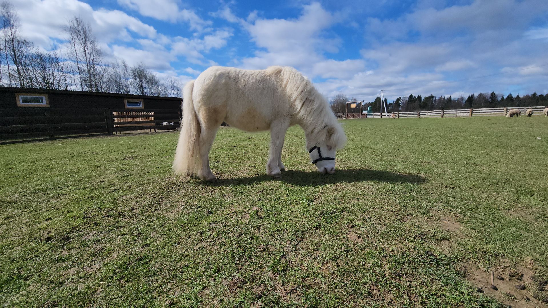 рузская аляска, пони, лошади, руза, рузский городской округ, московская область, подмосковье,
