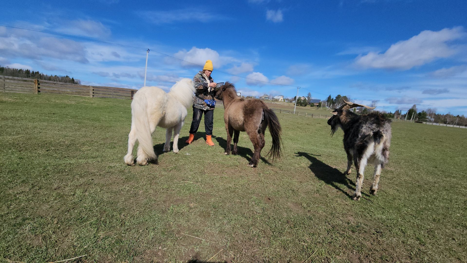 рузская аляска, пони, лошади, руза, рузский городской округ, московская область, подмосковье,