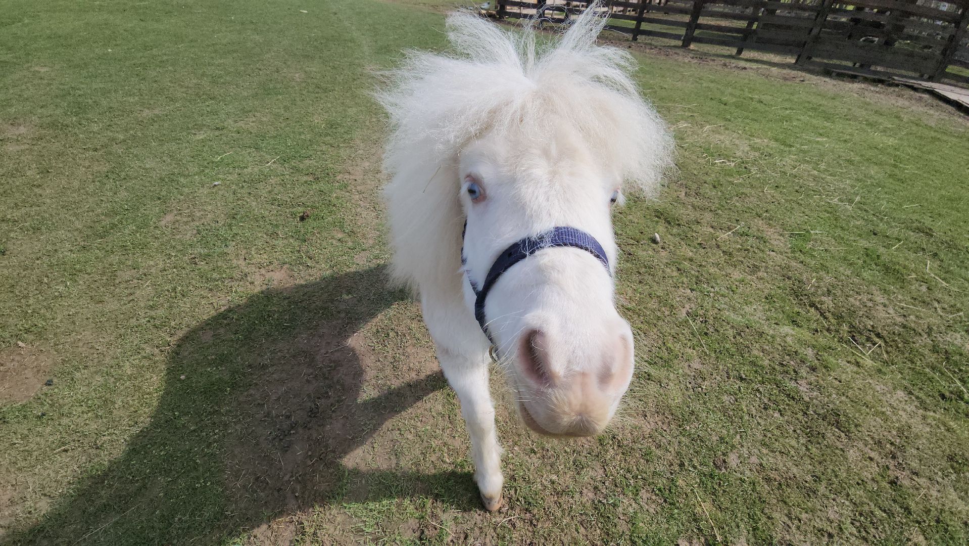 рузская аляска, пони, лошади, руза, рузский городской округ, московская область, подмосковье,