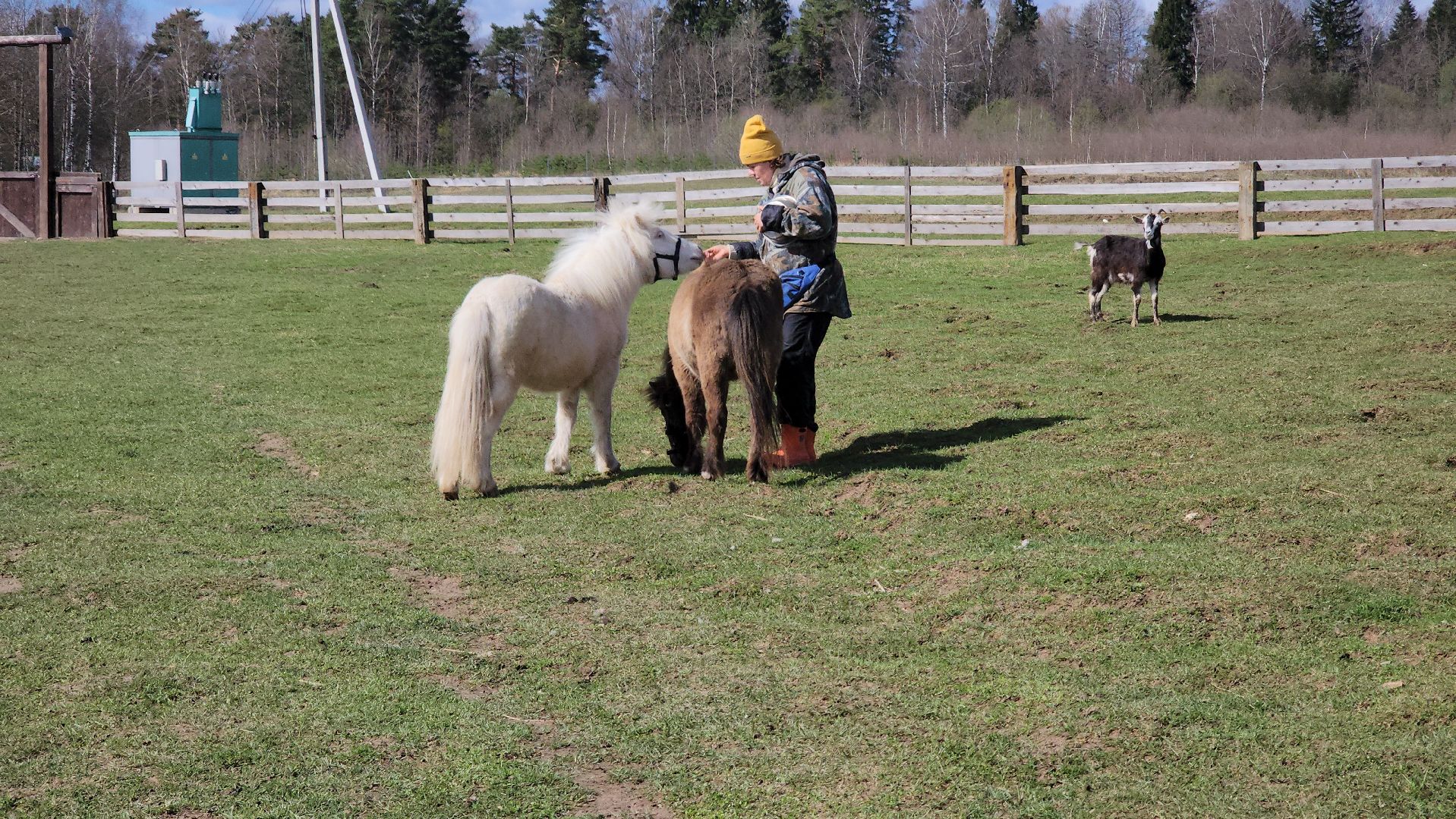 рузская аляска, пони, лошади, руза, рузский городской округ, московская область, подмосковье,