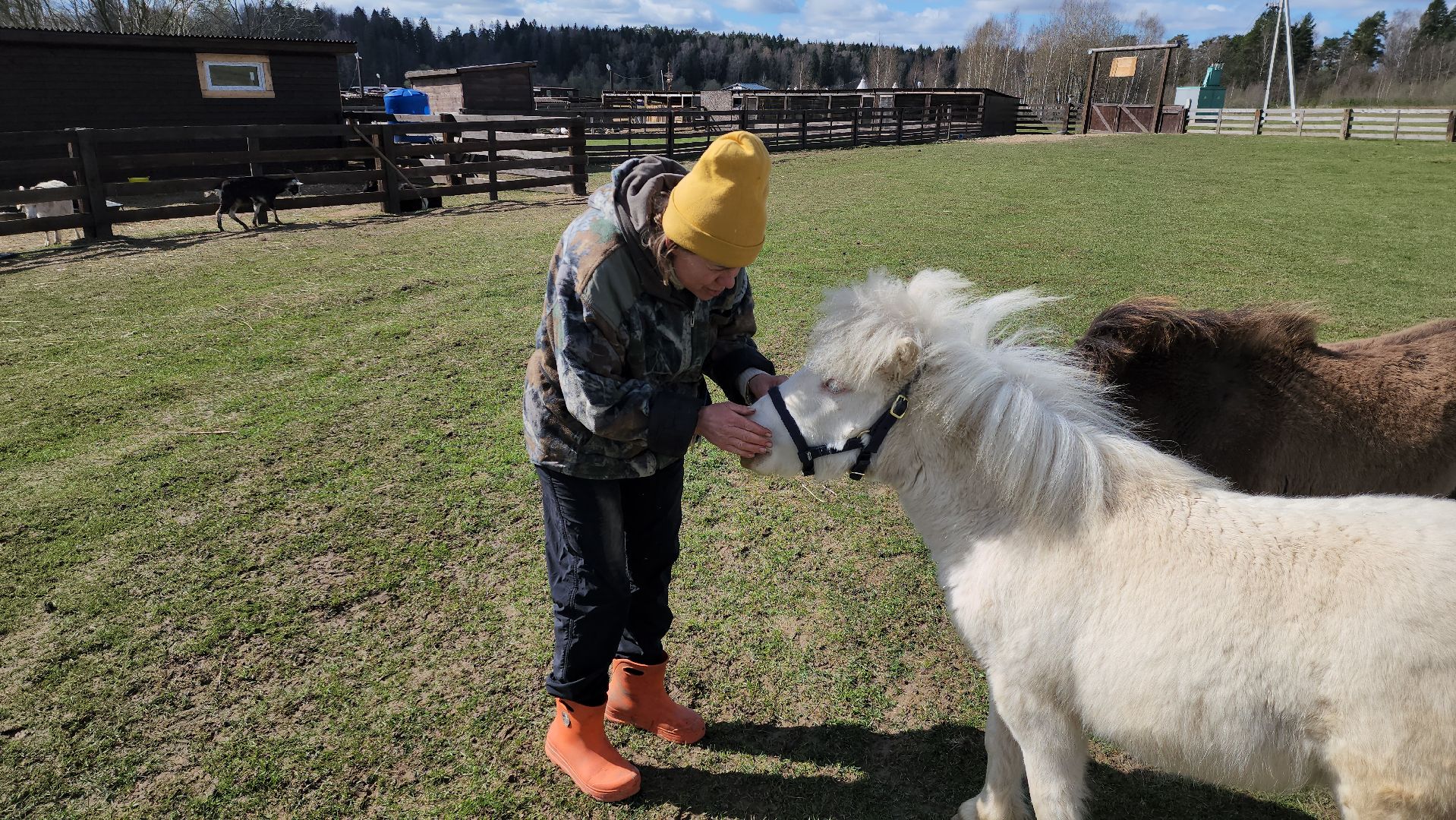 рузская аляска, пони, лошади, руза, рузский городской округ, московская область, подмосковье,