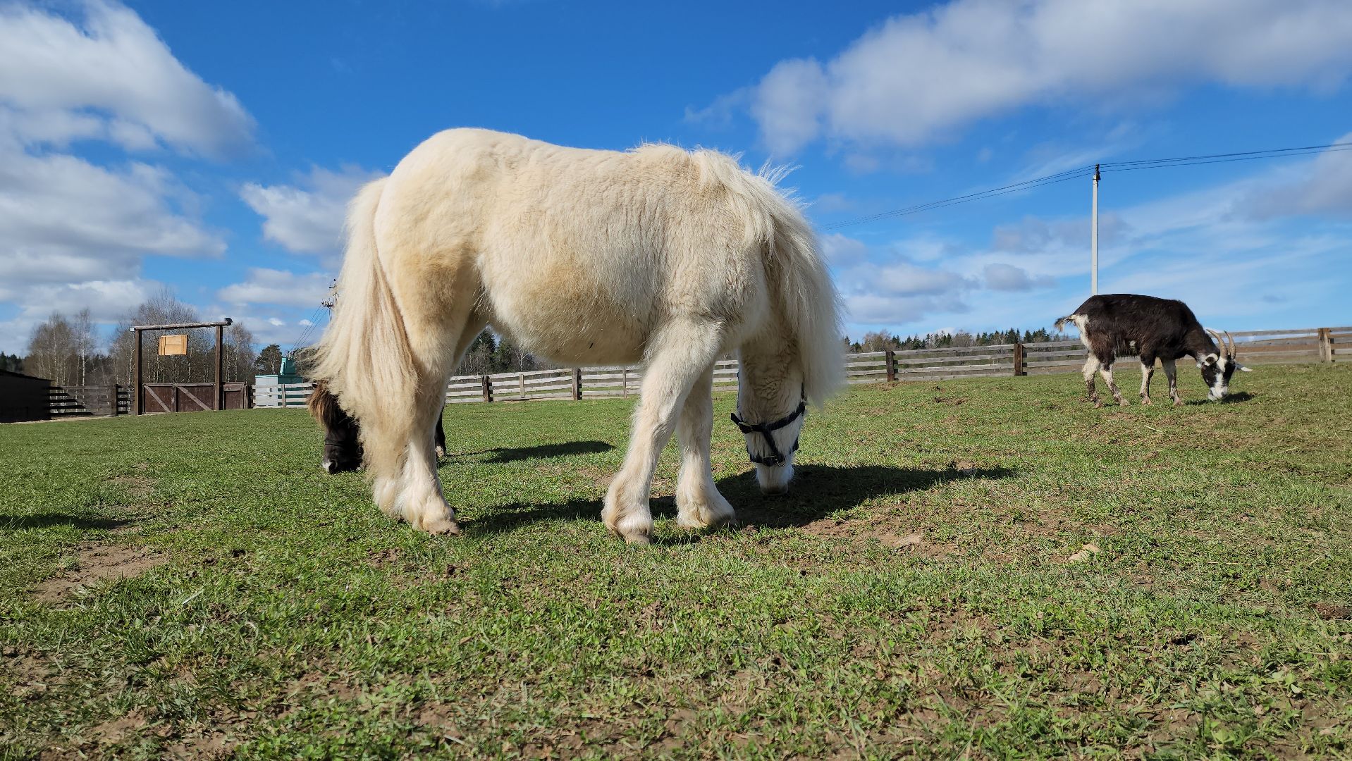 рузская аляска, пони, лошади, руза, рузский городской округ, московская область, подмосковье,