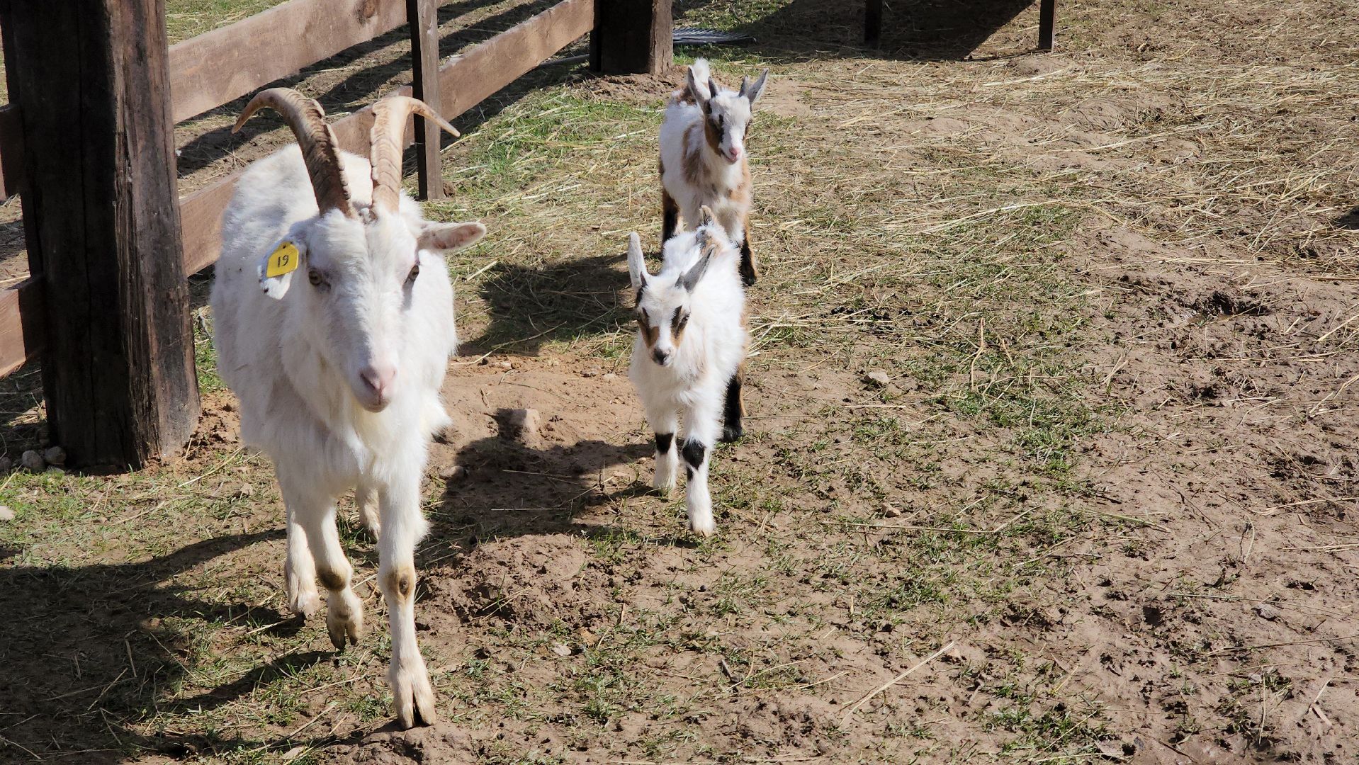 рузская аляска, пони, лошади, руза, рузский городской округ, московская область, подмосковье,